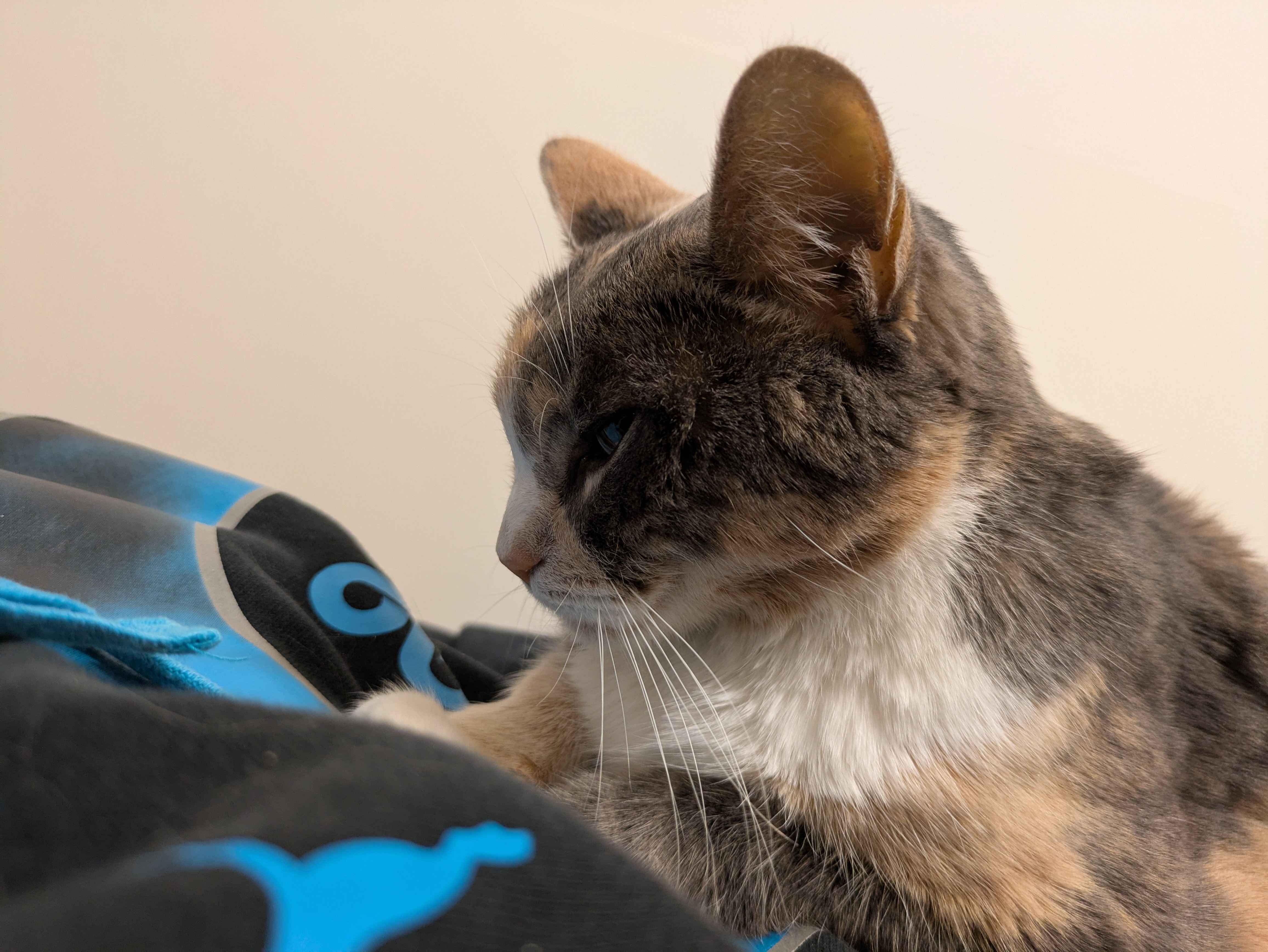 Molly's Medical and Death Expenses campaign photo, 5 of 8