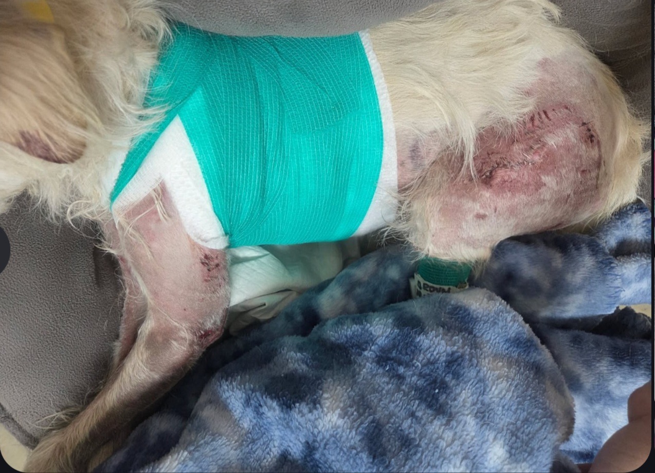 Support Todo's Emergency Vet Treatment campaign photo, 5 of 6