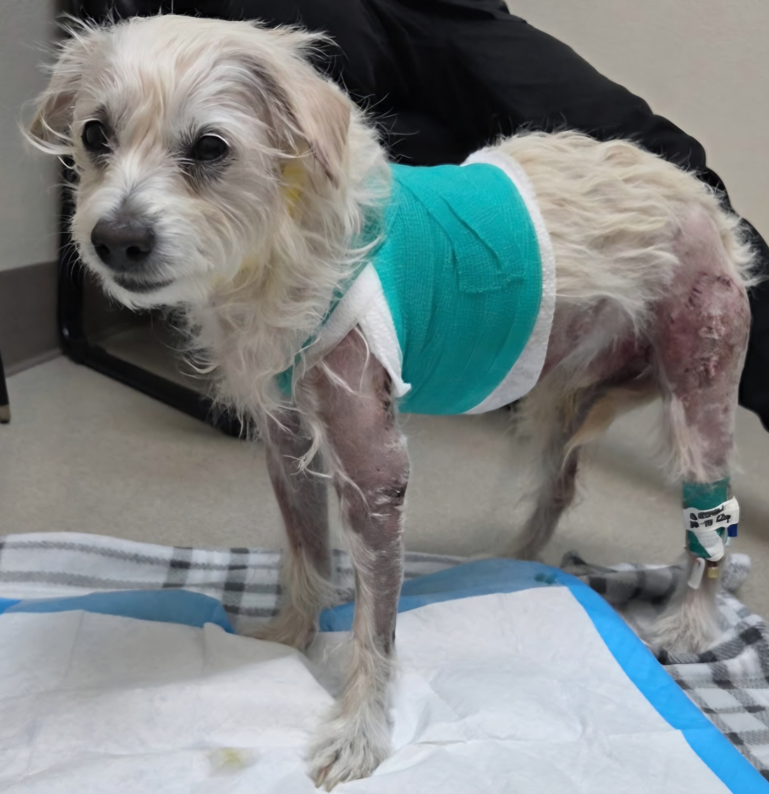Support Todo's Emergency Vet Treatment campaign photo, 2 of 6