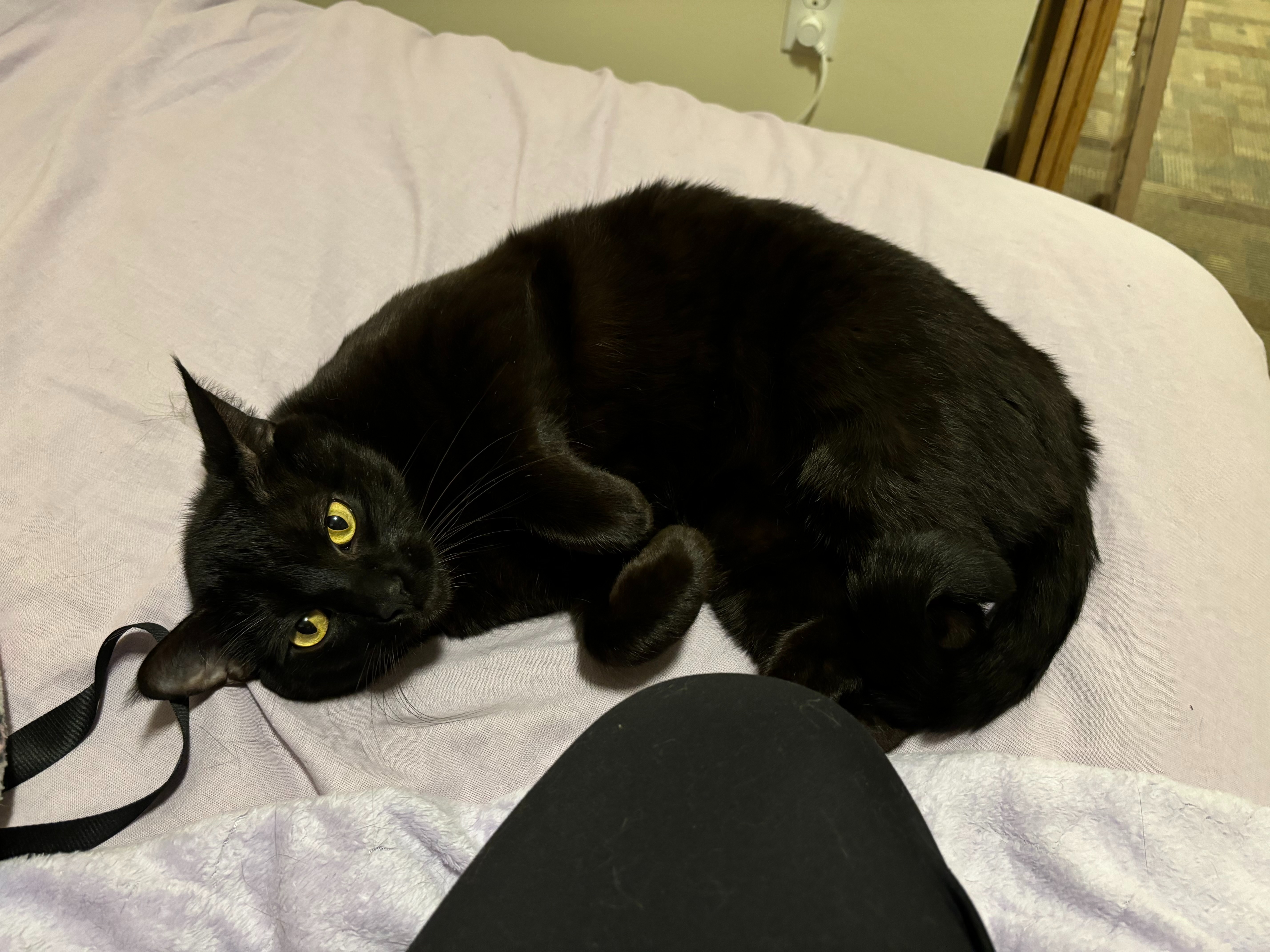 Help Smudge Heal After Life-Threatening Emergency campaign photo, 5 of 6