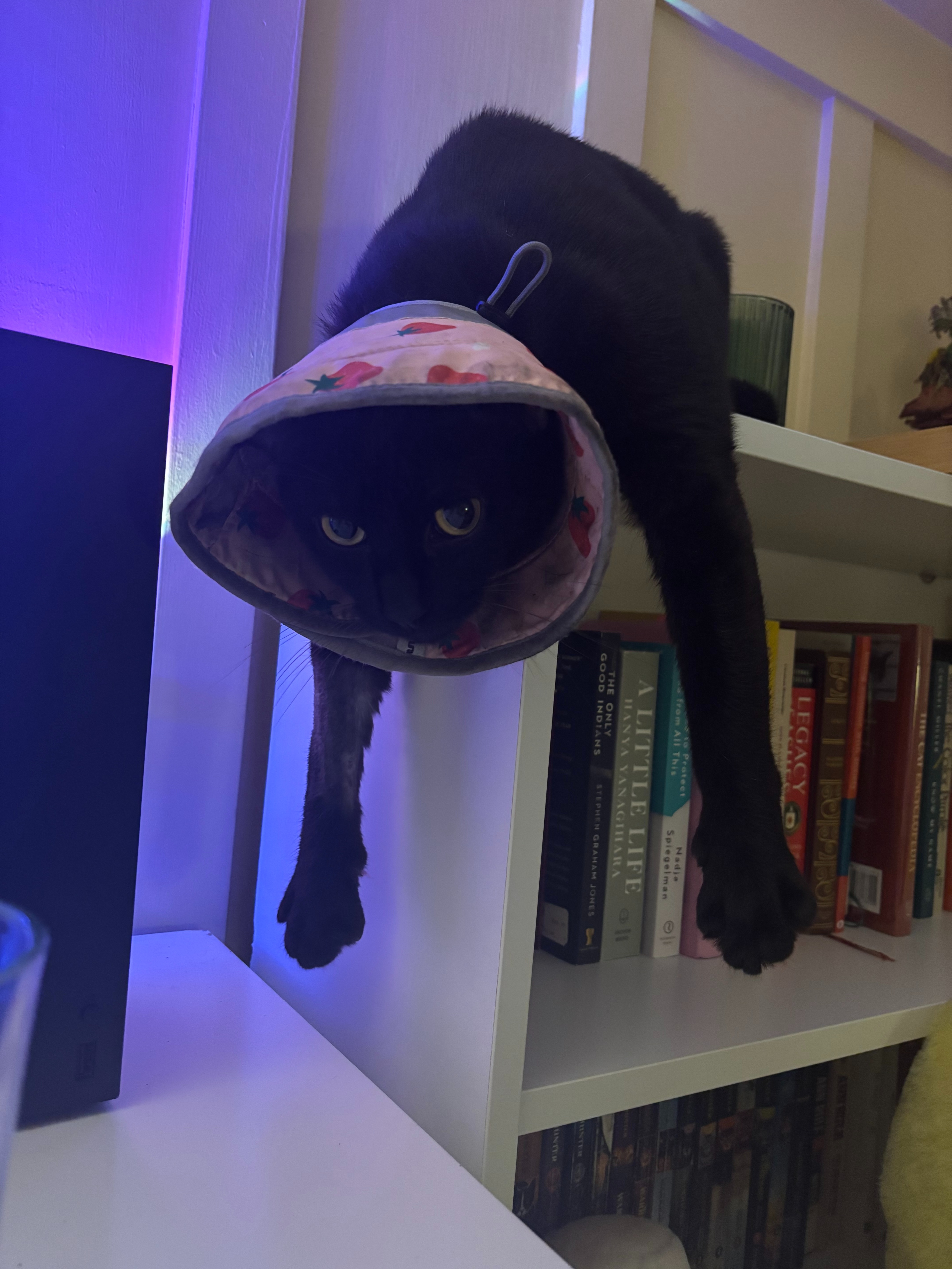 Help Smudge Heal After Life-Threatening Emergency campaign photo, 4 of 6