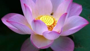 “Ade Beauty for Ashes Foundation — Turning Pain into Purpose photo