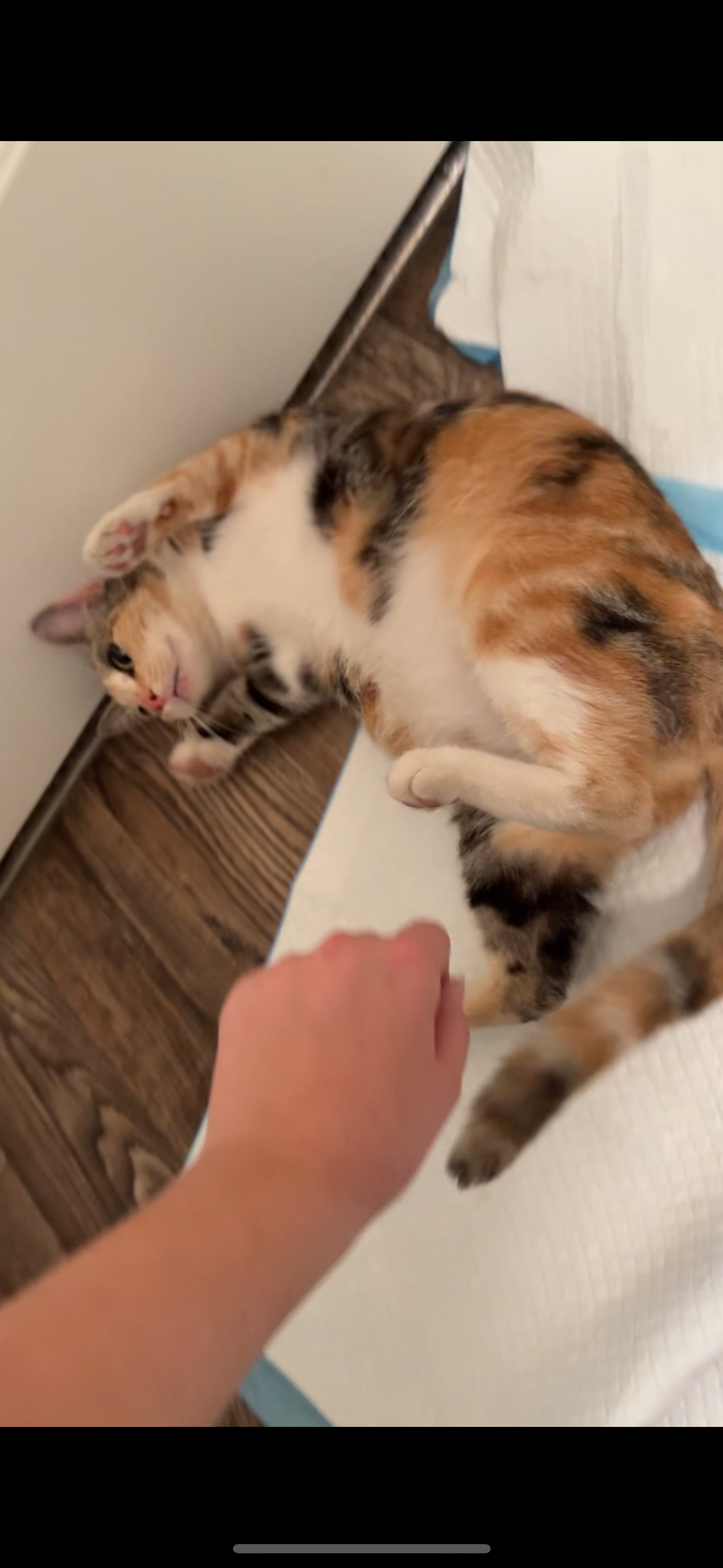 Young Calico and Her Kitten's Vet Bills & Care! campaign photo, 2 of 8