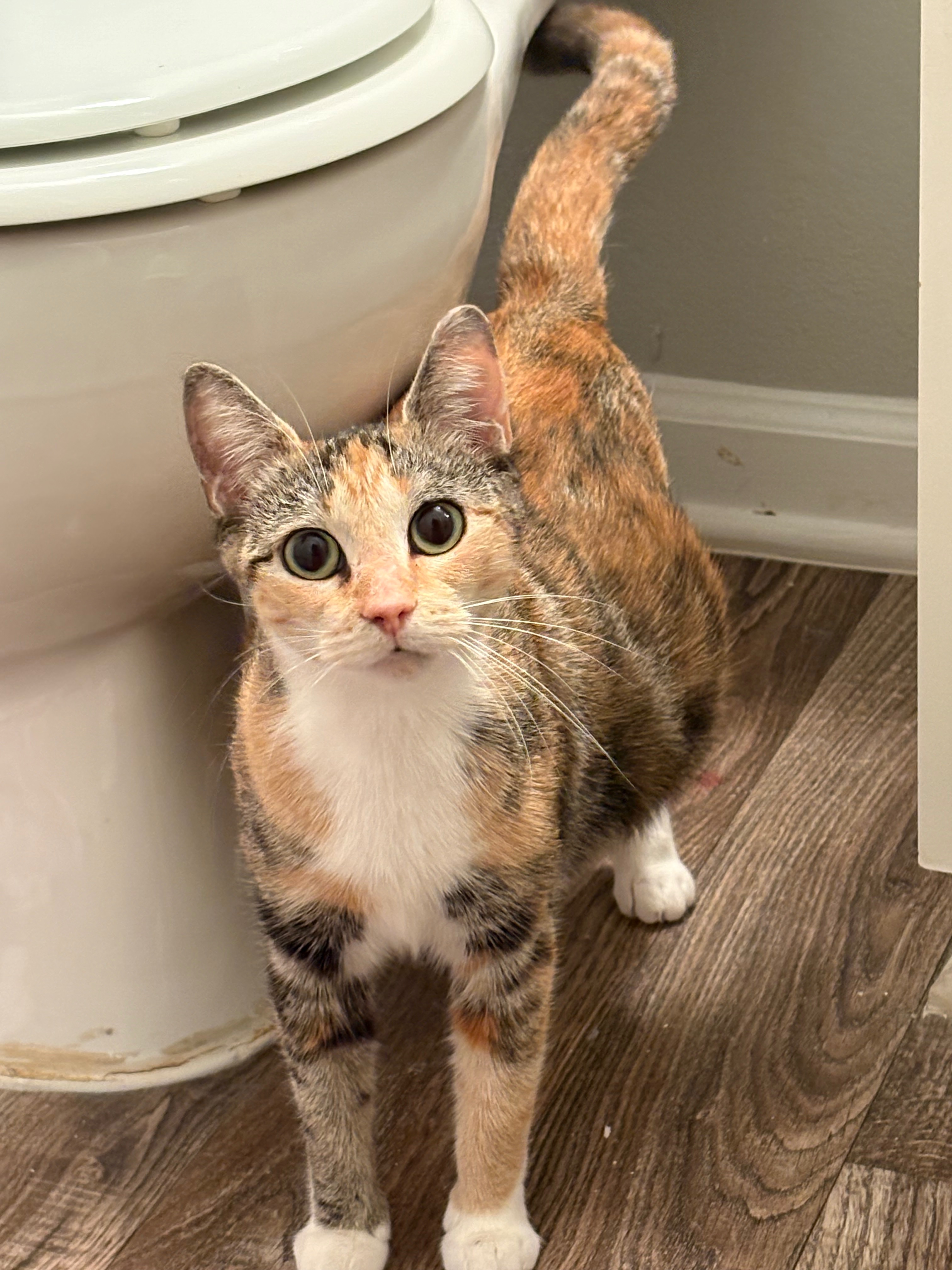 Young Calico and Her Kitten's Vet Bills & Care! campaign photo, 6 of 8