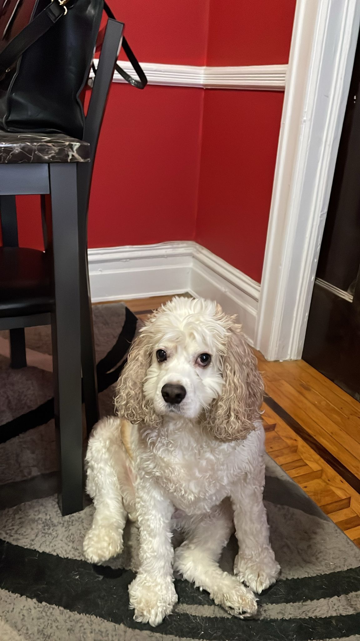 Help Yogi Get Urgent Seizure Treatment campaign photo, 6 of 7