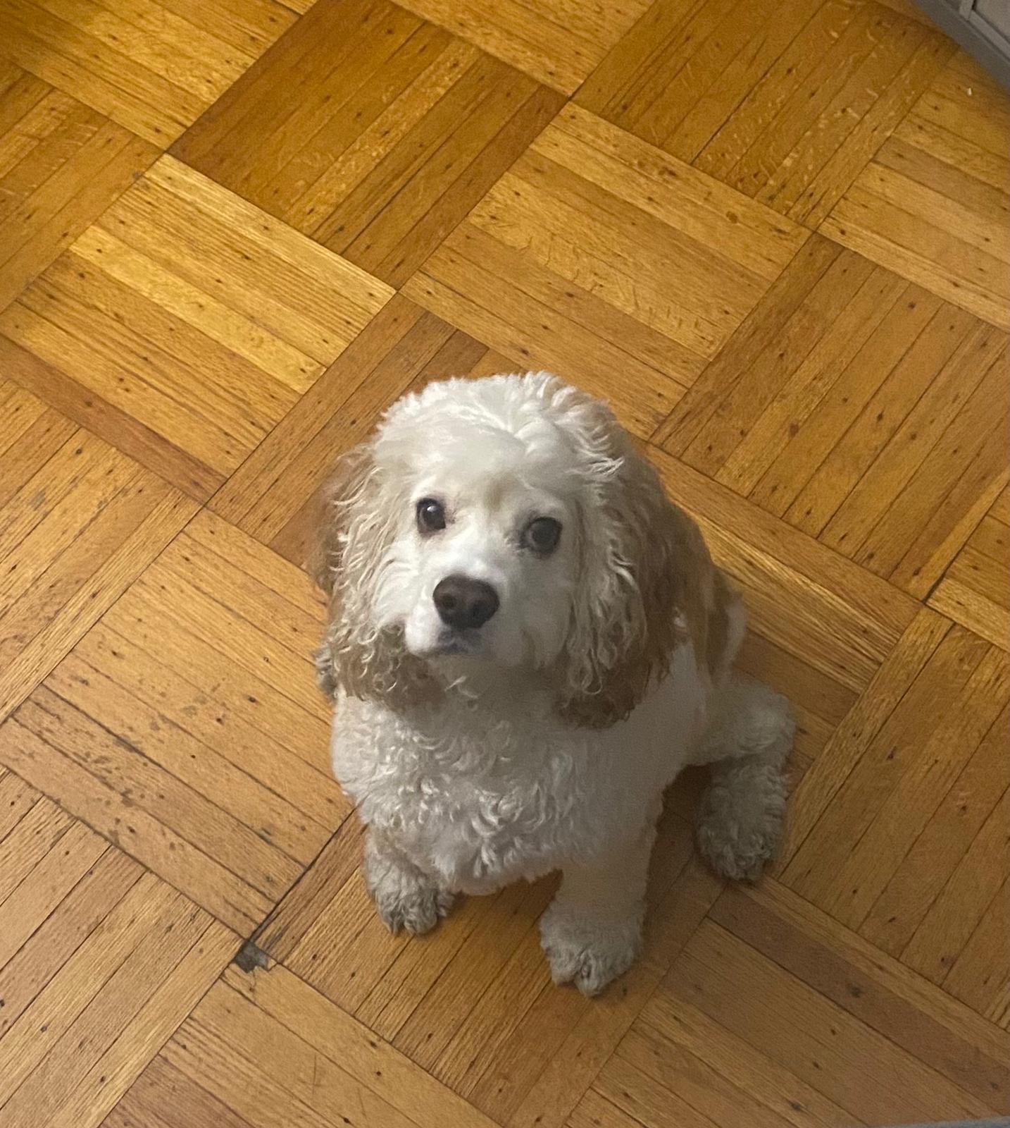 Help Yogi Get Urgent Seizure Treatment campaign photo, 2 of 7