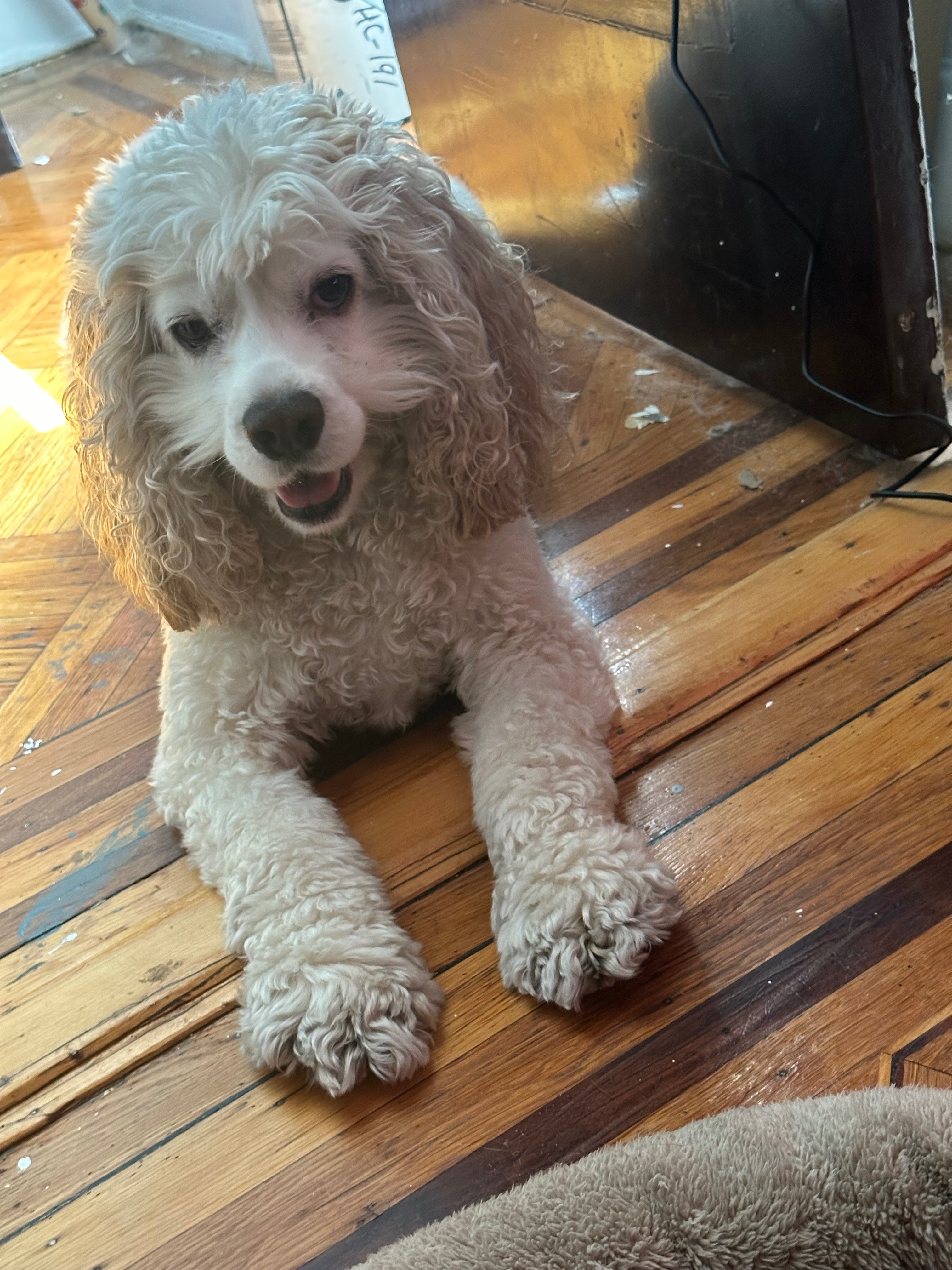 Help Yogi Get Urgent Seizure Treatment campaign photo, 4 of 7