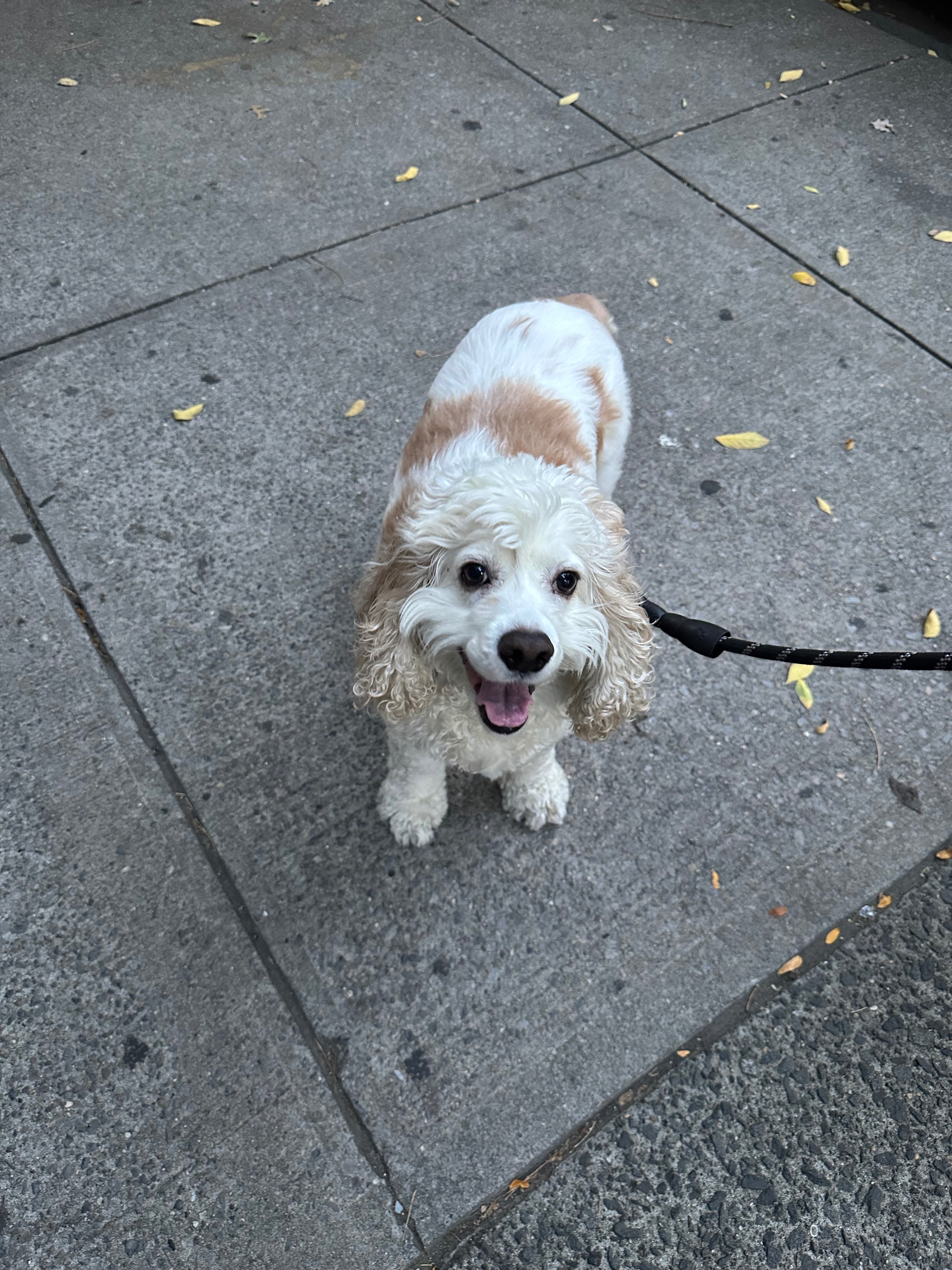 Help Yogi Get Urgent Seizure Treatment campaign photo, 5 of 7