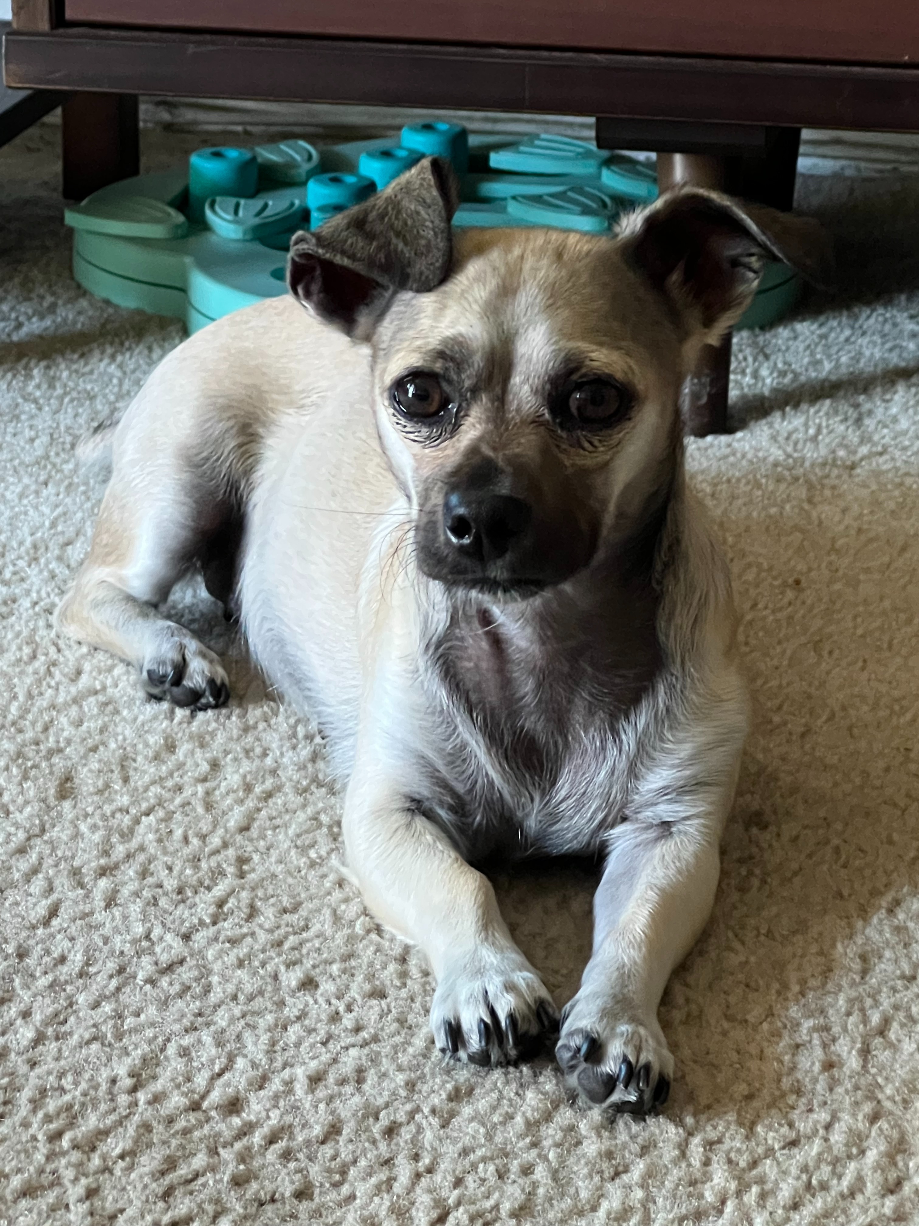 Help Winnie Thrive: Support Her Liver Treatment campaign photo, 7 of 8
