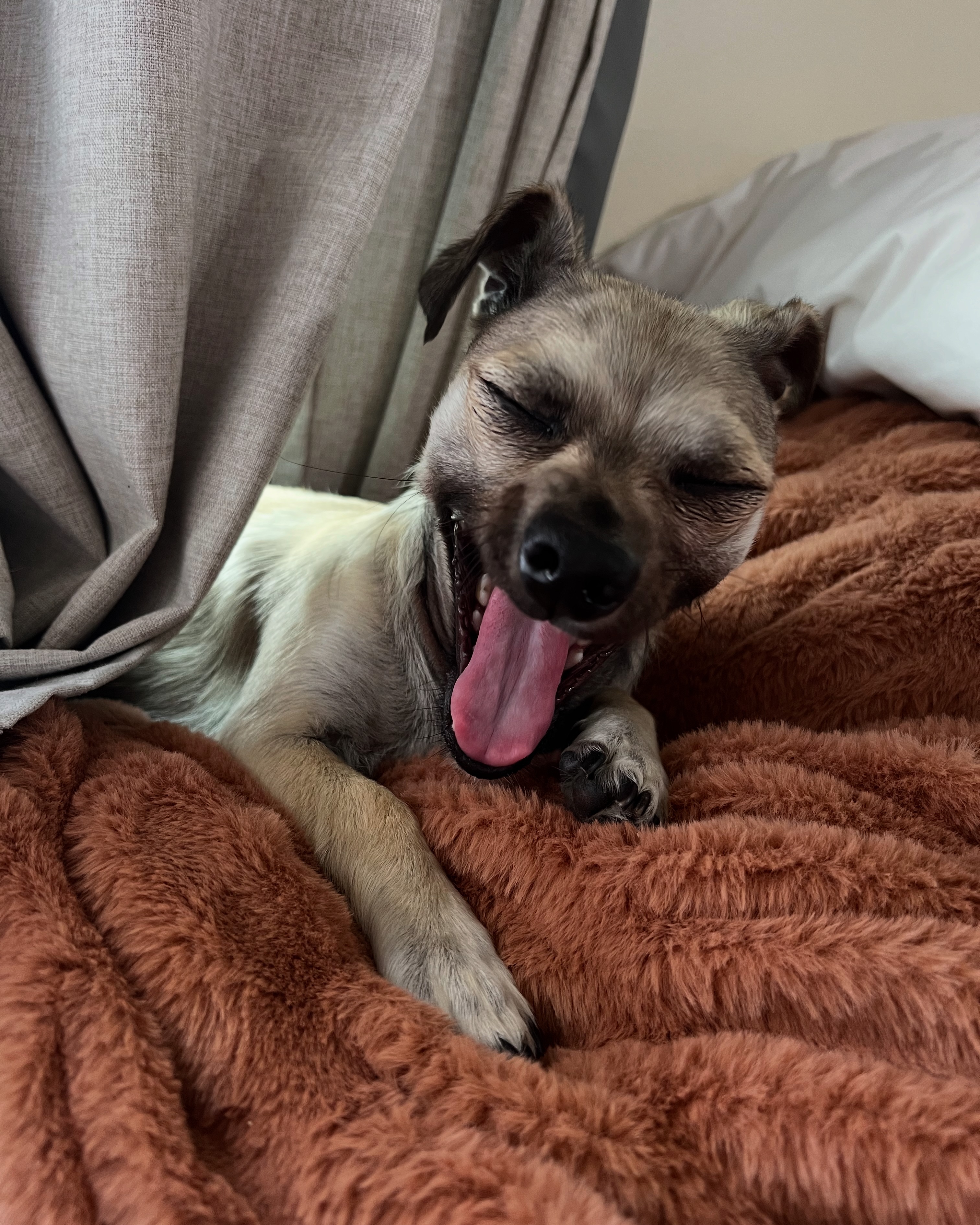 Help Winnie Thrive: Support Her Liver Treatment campaign photo, 2 of 8
