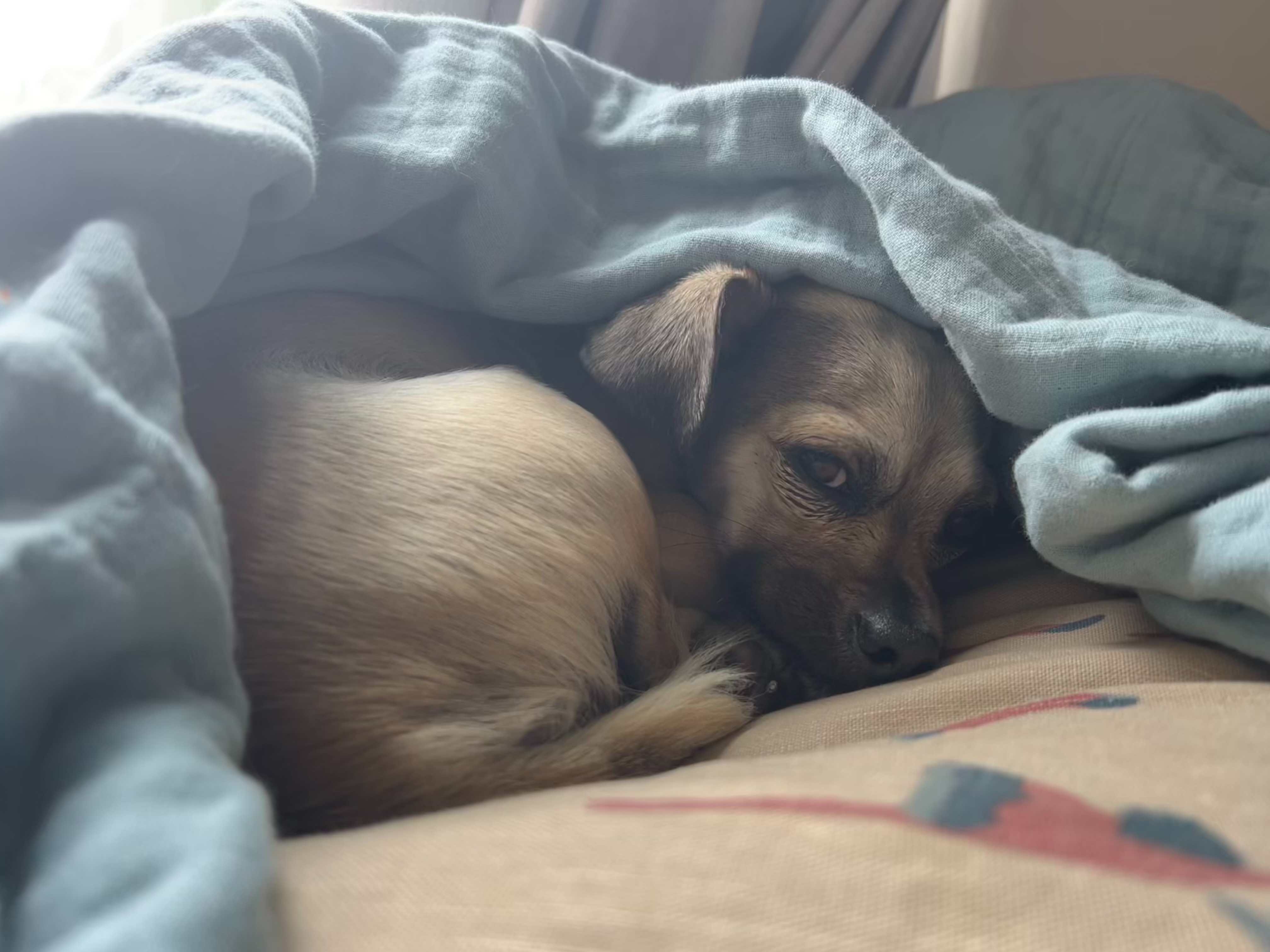Help Winnie Thrive: Support Her Liver Treatment campaign photo, 4 of 8