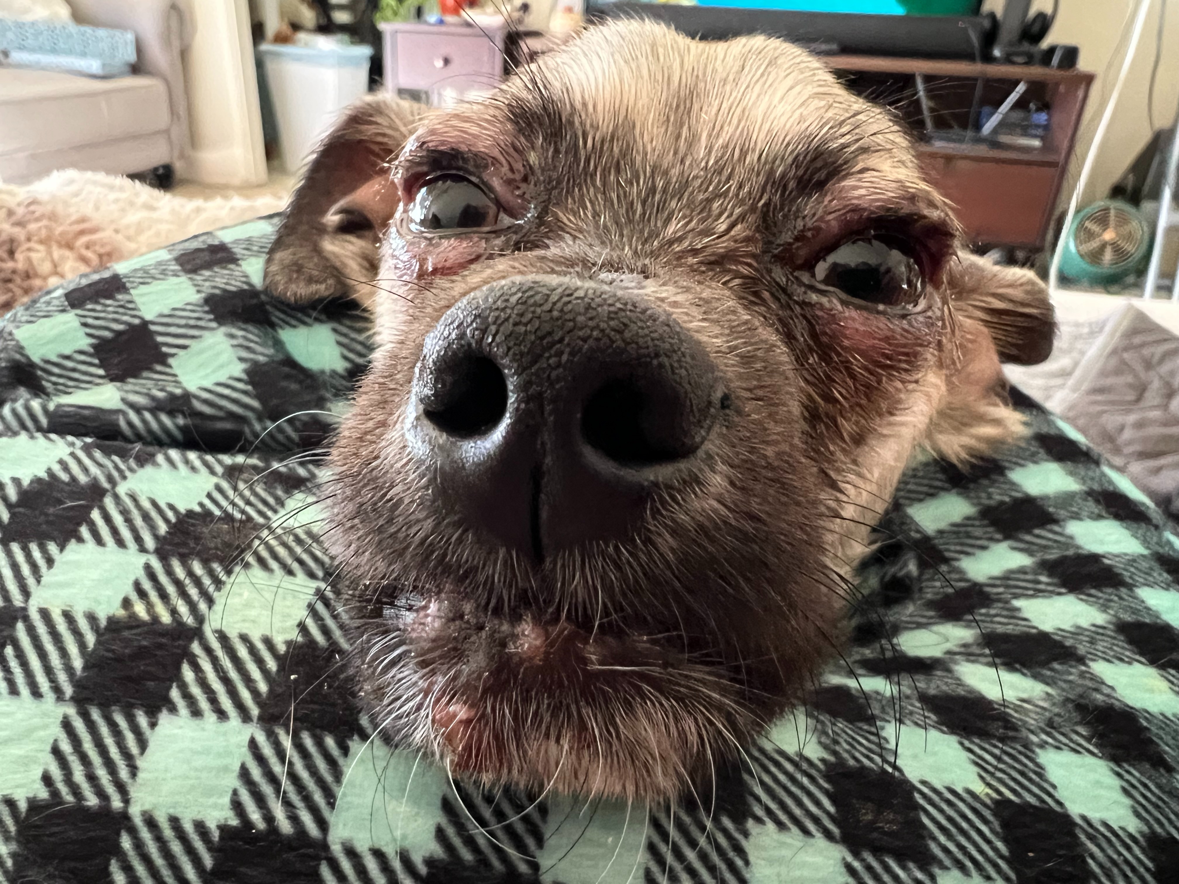 Help Winnie Thrive: Support Her Liver Treatment campaign photo, 6 of 8