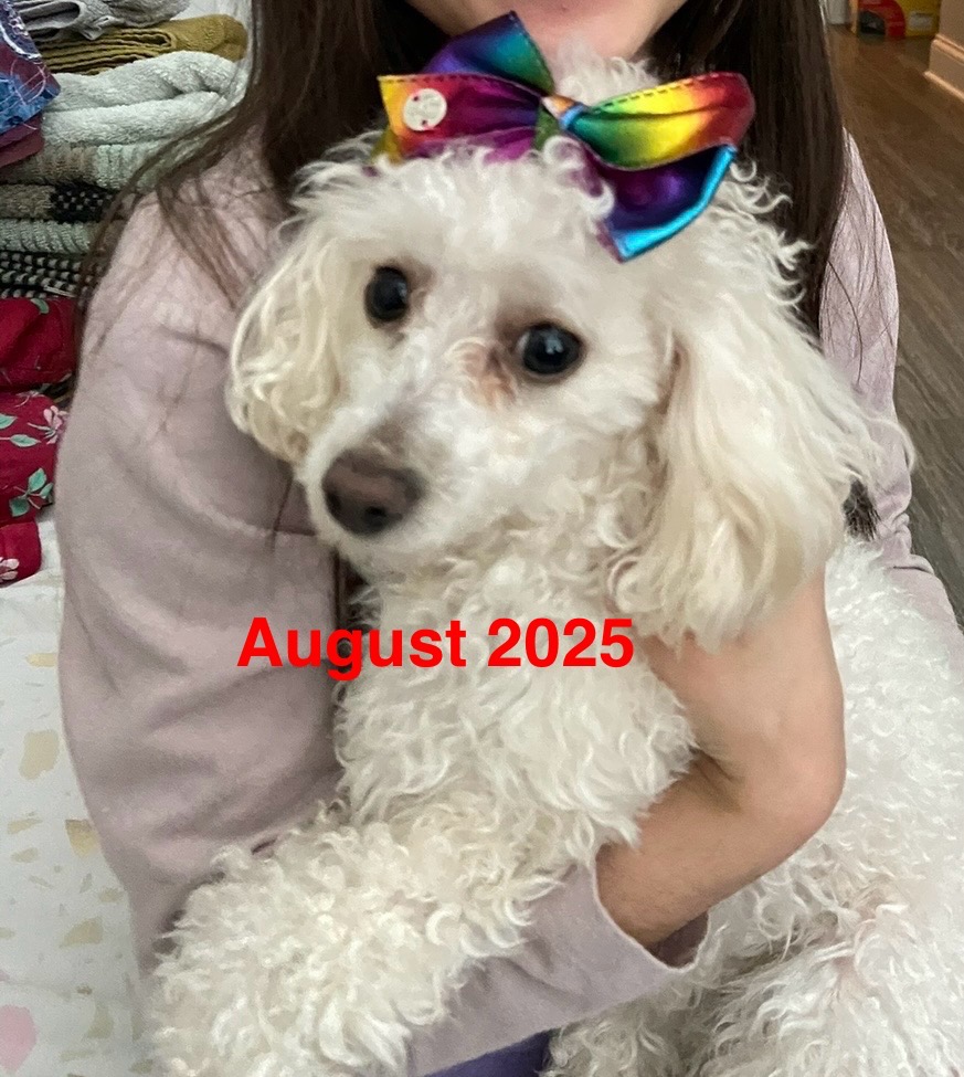 Support my pet’s Life-Saving Surgery campaign photo, 6 of 7