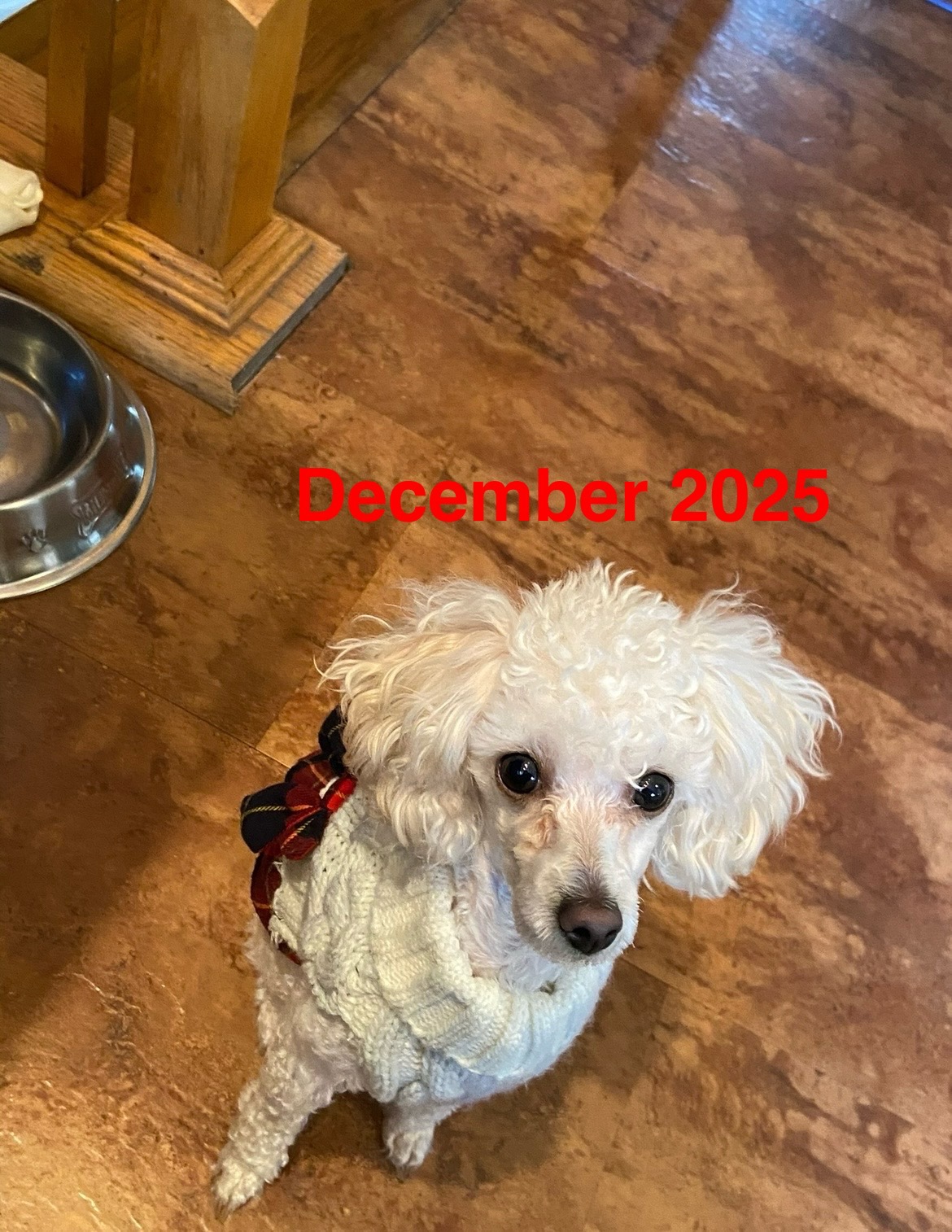 Support my pet’s Life-Saving Surgery campaign photo, 2 of 7