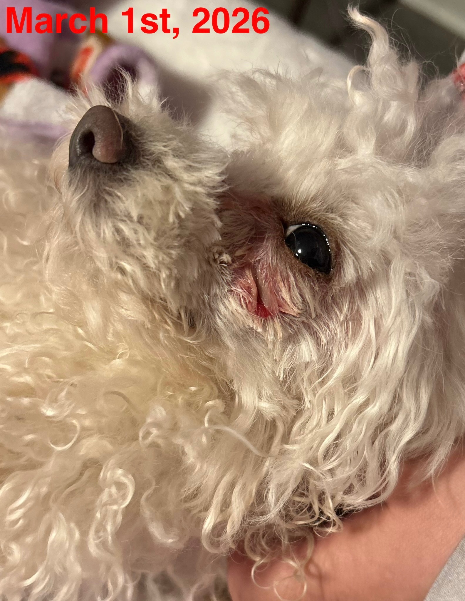 Support my pet’s Life-Saving Surgery campaign photo, 4 of 7
