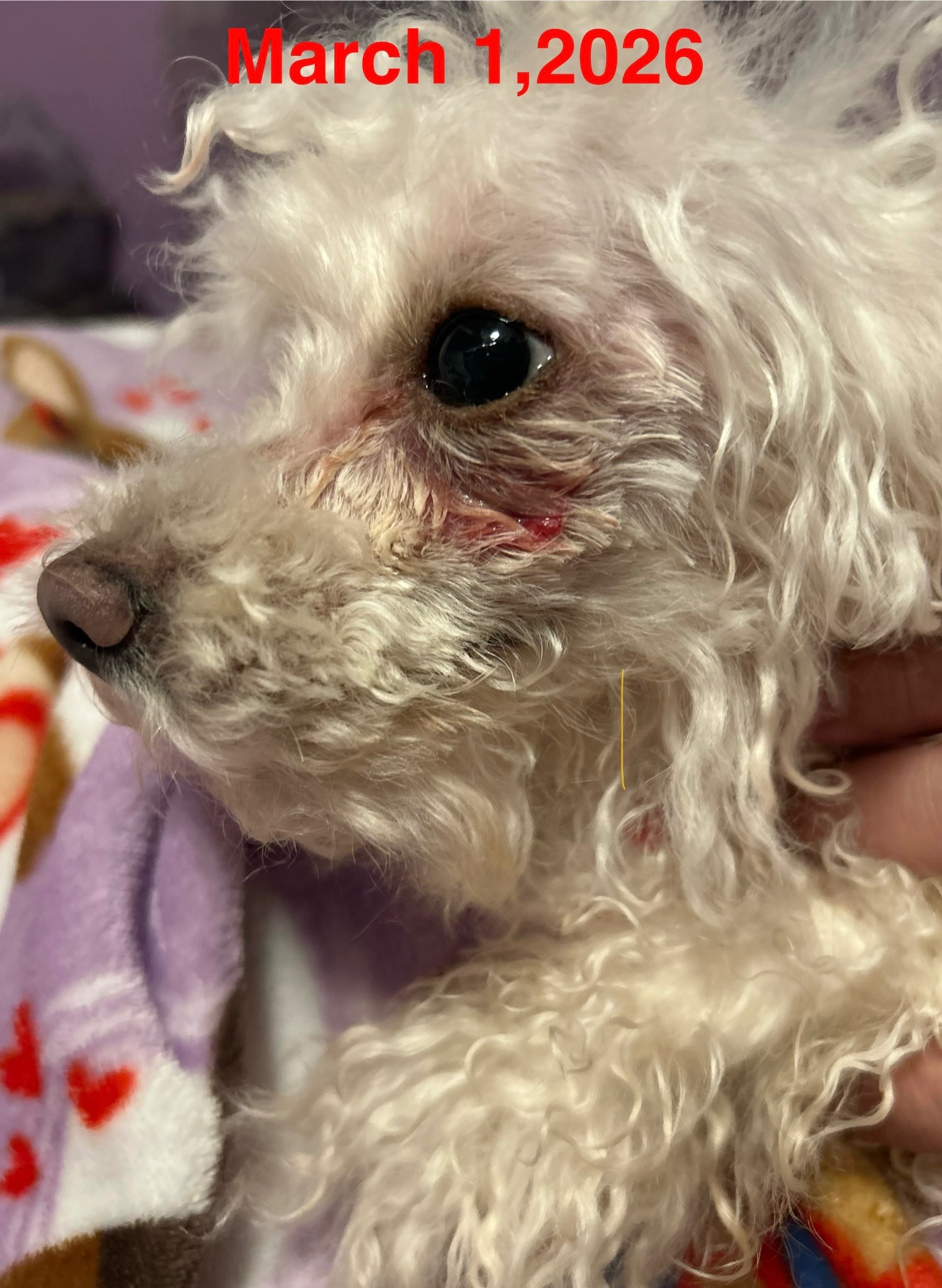 Support my pet’s Life-Saving Surgery campaign photo, 5 of 7