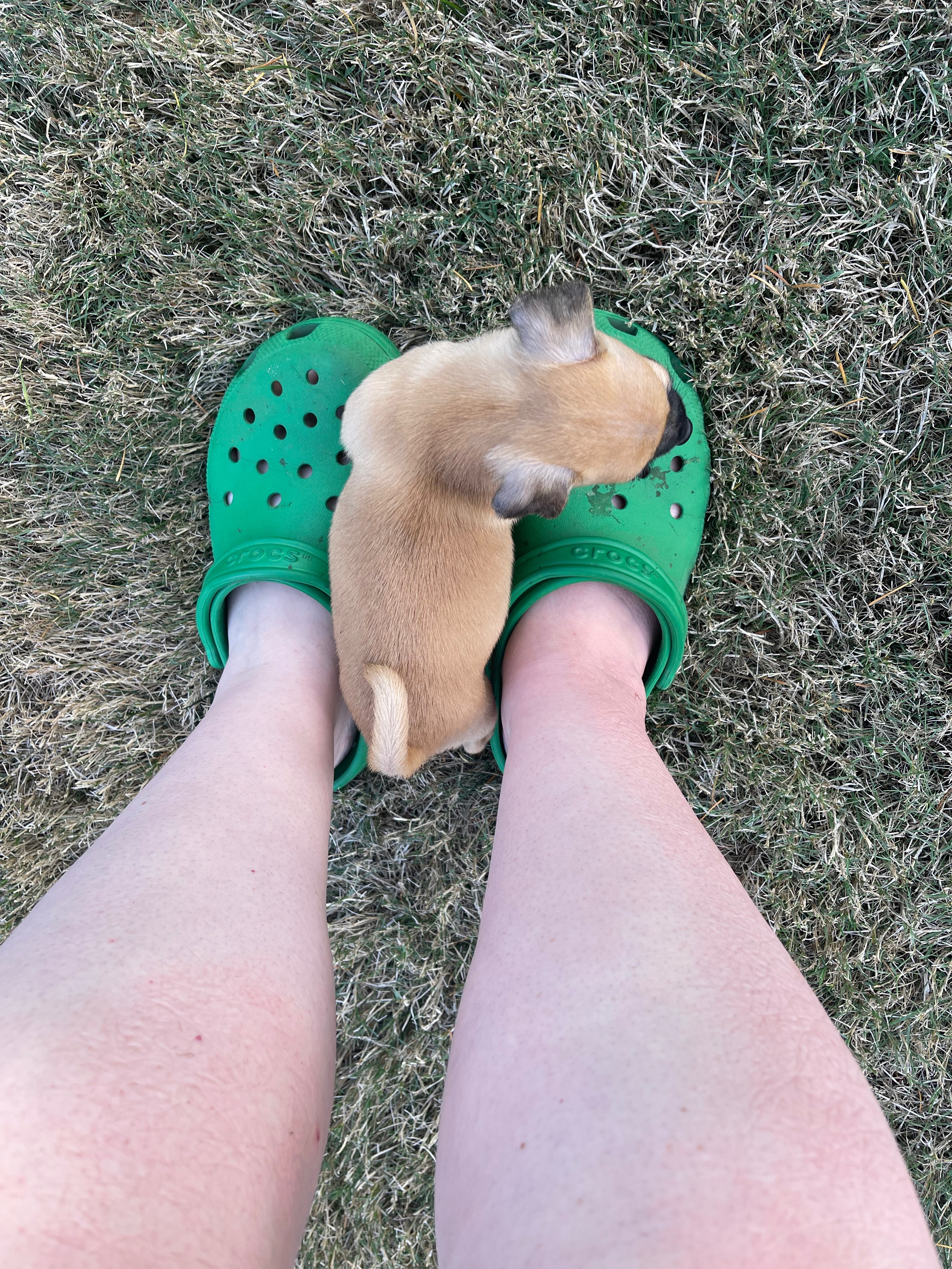 Help Vito Recover from Parvovirus campaign photo, 4 of 5