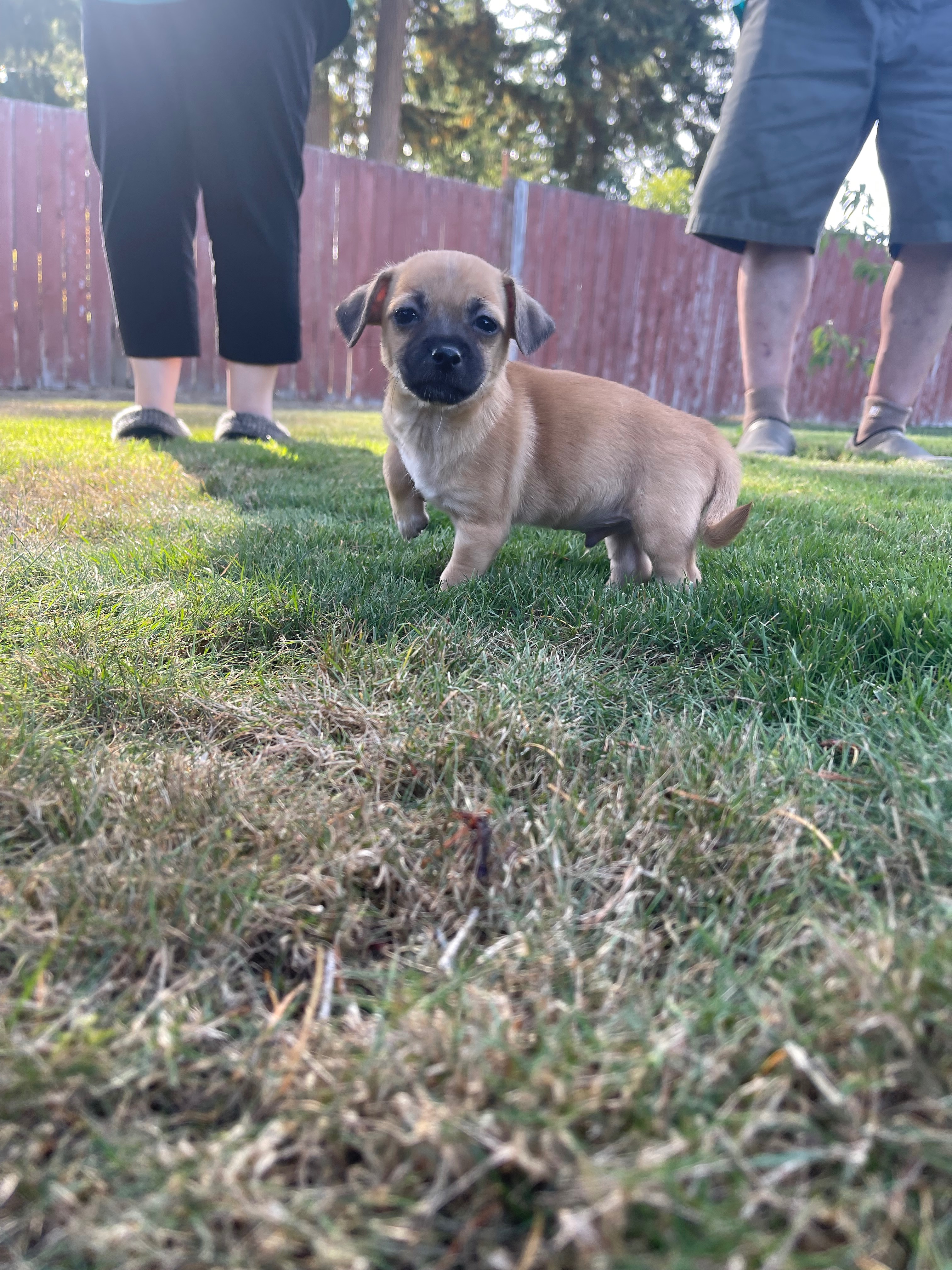 Help Vito Recover from Parvovirus campaign photo, 2 of 5