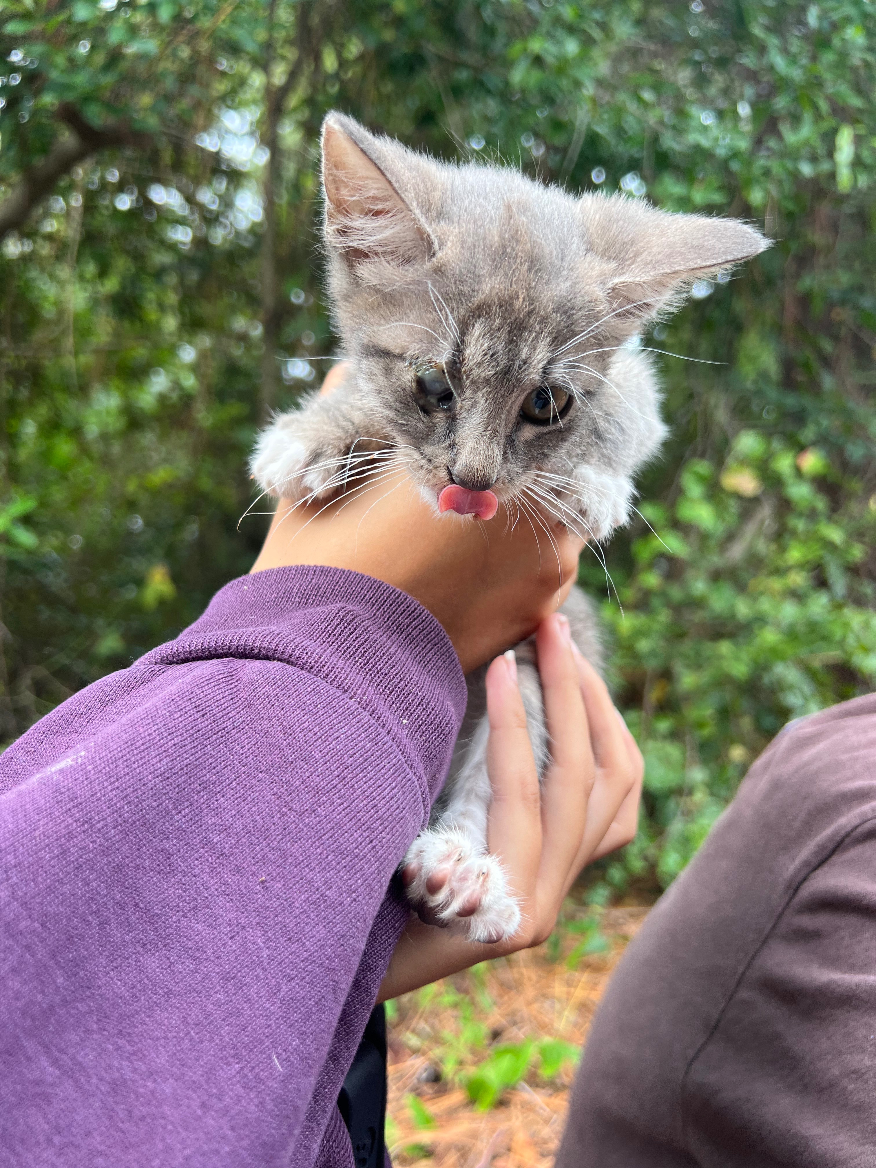 Kittens eye surgery campaign photo, 2 of 4