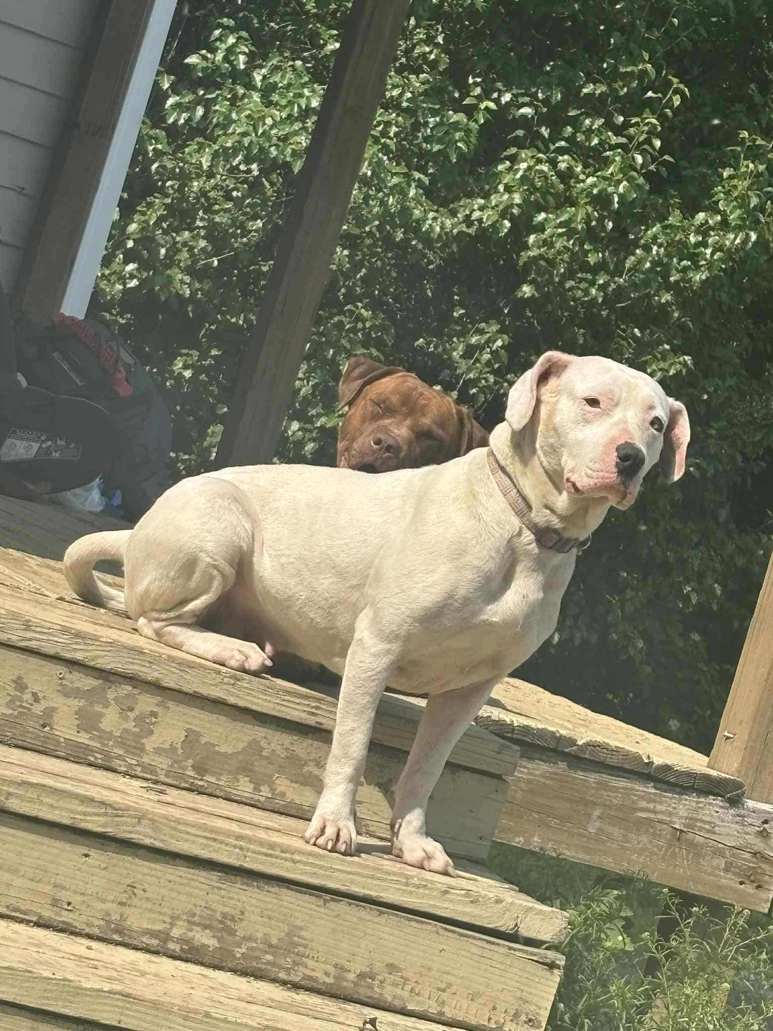 Nina our female pit! campaign photo, 4 of 5