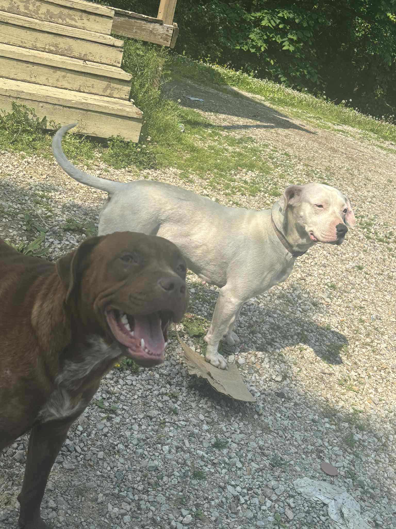 Nina our female pit! campaign photo, 2 of 5