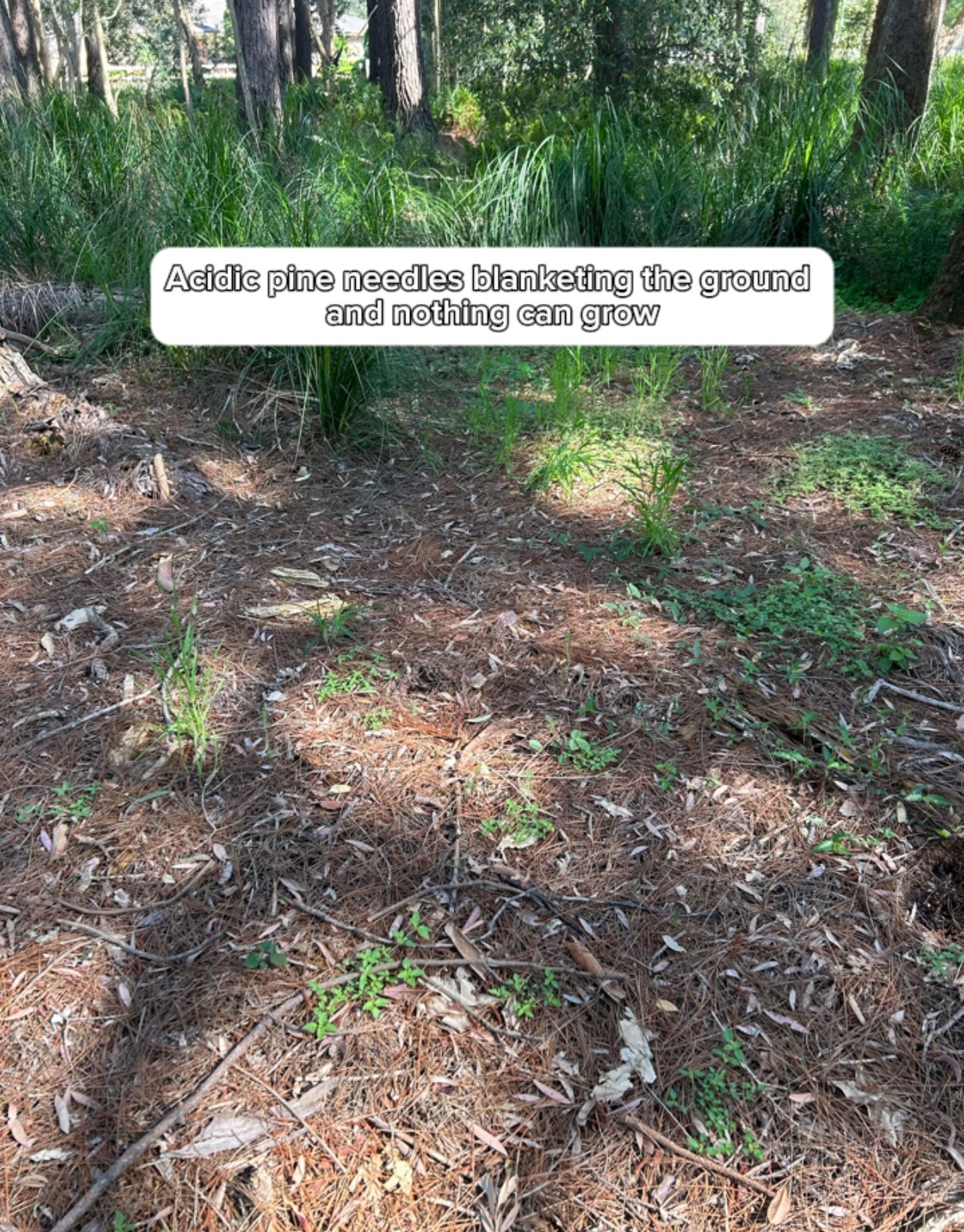Wetland Restoration Project campaign photo, 5 of 8