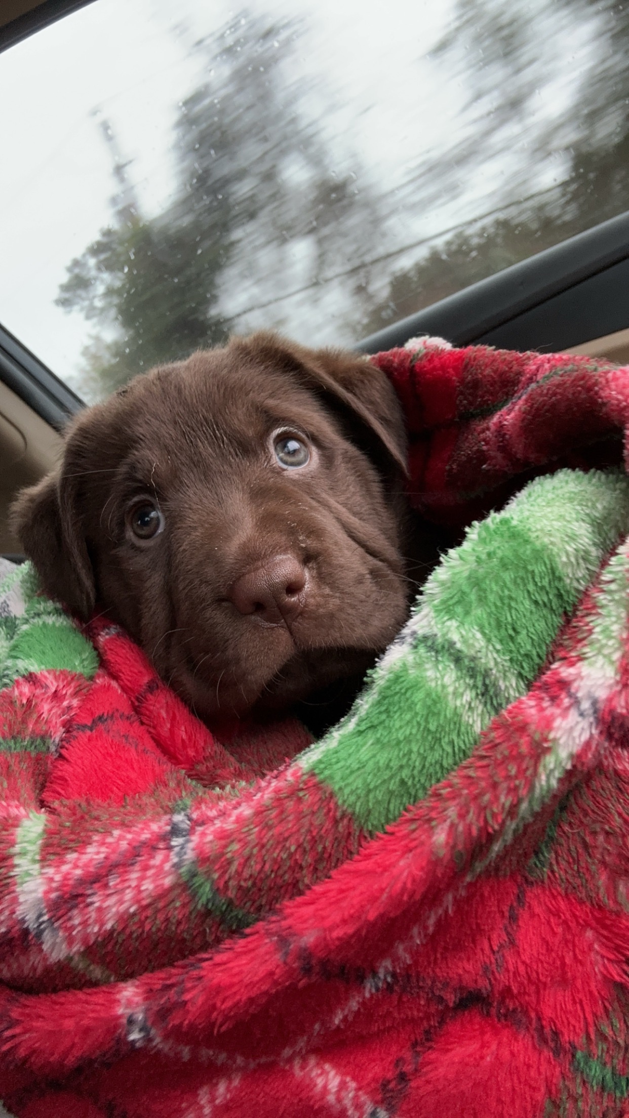 Help Nova Get Life-Saving Surgery campaign photo, 5 of 6
