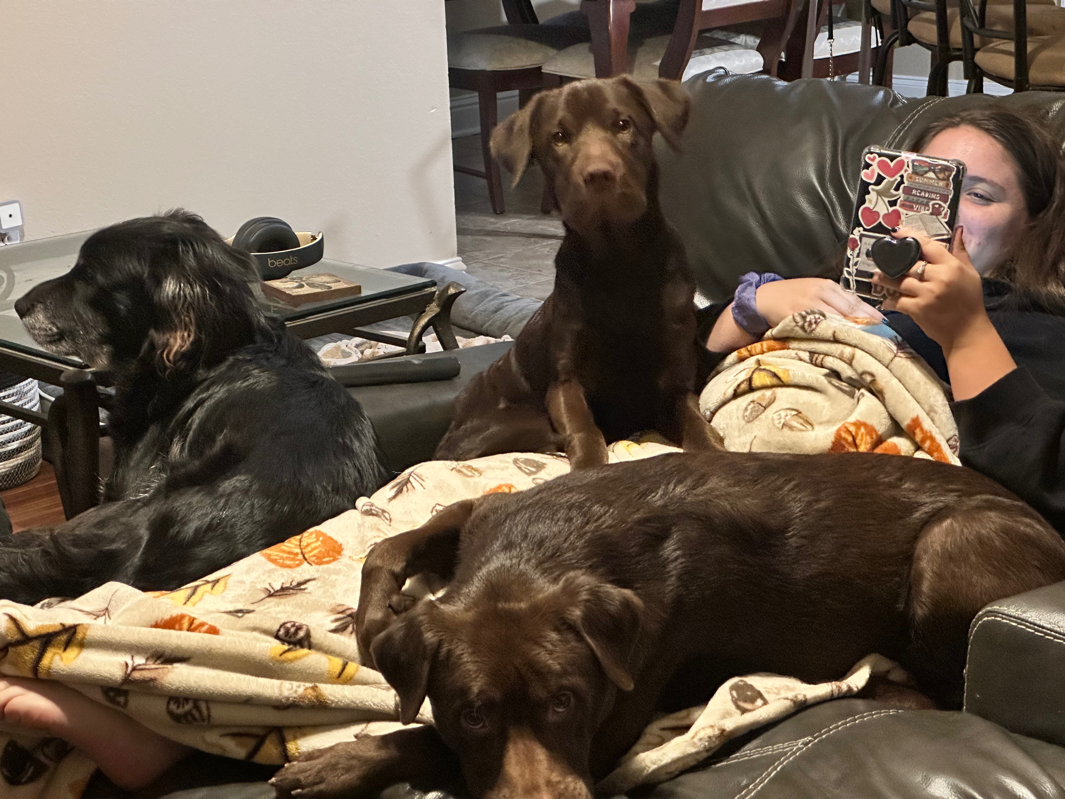 Help Nova Get Life-Saving Surgery campaign photo, 4 of 6