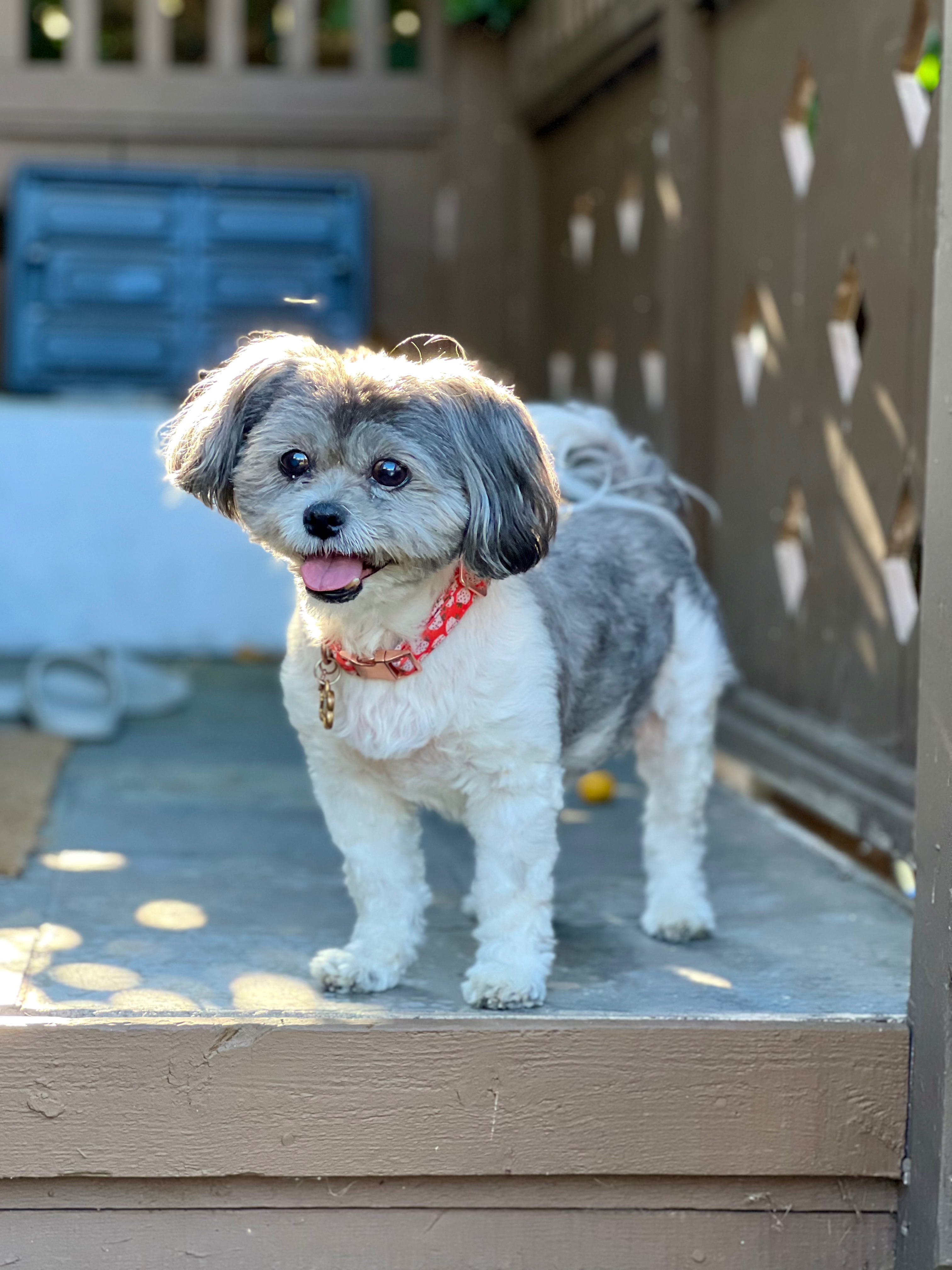 Help Misa Get Mast Cell Tumor Treatment campaign photo, 2 of 8