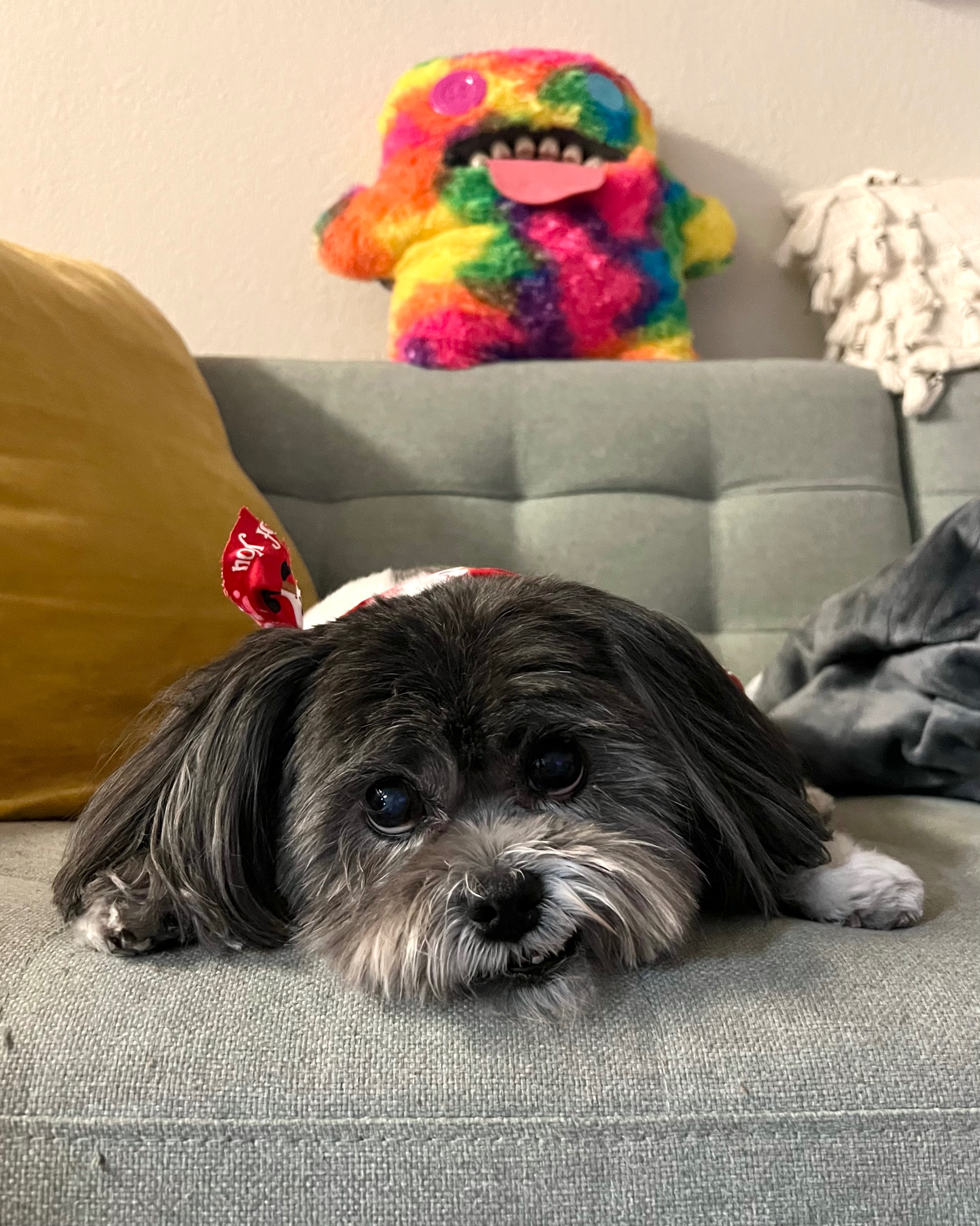 Help Misa Get Mast Cell Tumor Treatment campaign photo, 4 of 8