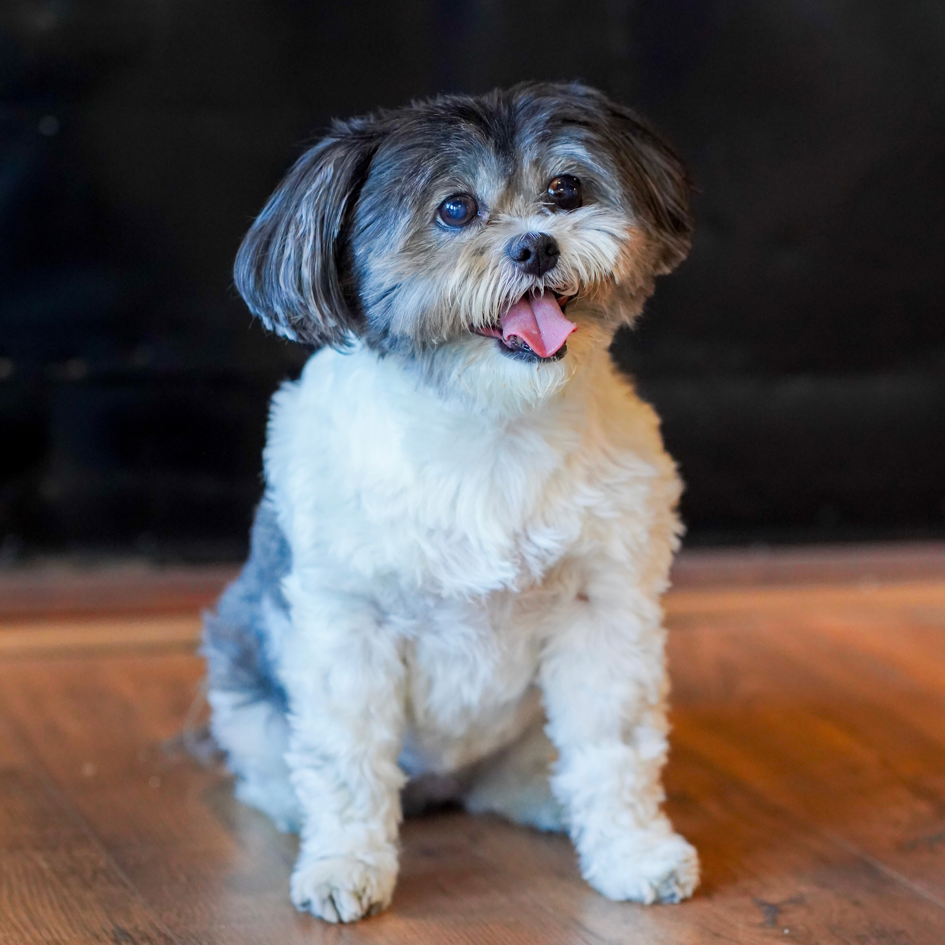 Help Misa Get Mast Cell Tumor Treatment campaign photo, 5 of 8