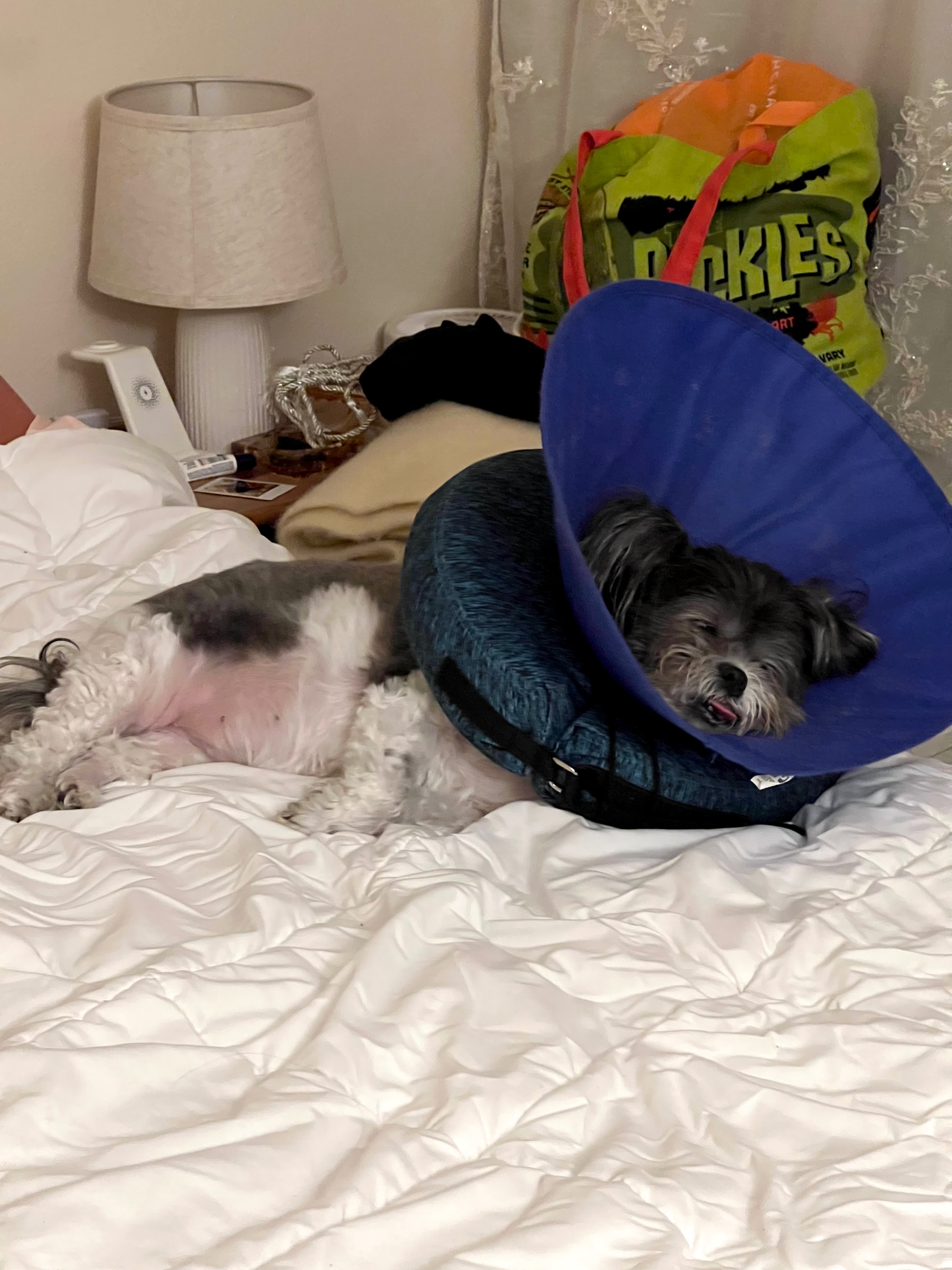 Help Misa Get Mast Cell Tumor Treatment campaign photo, 6 of 8