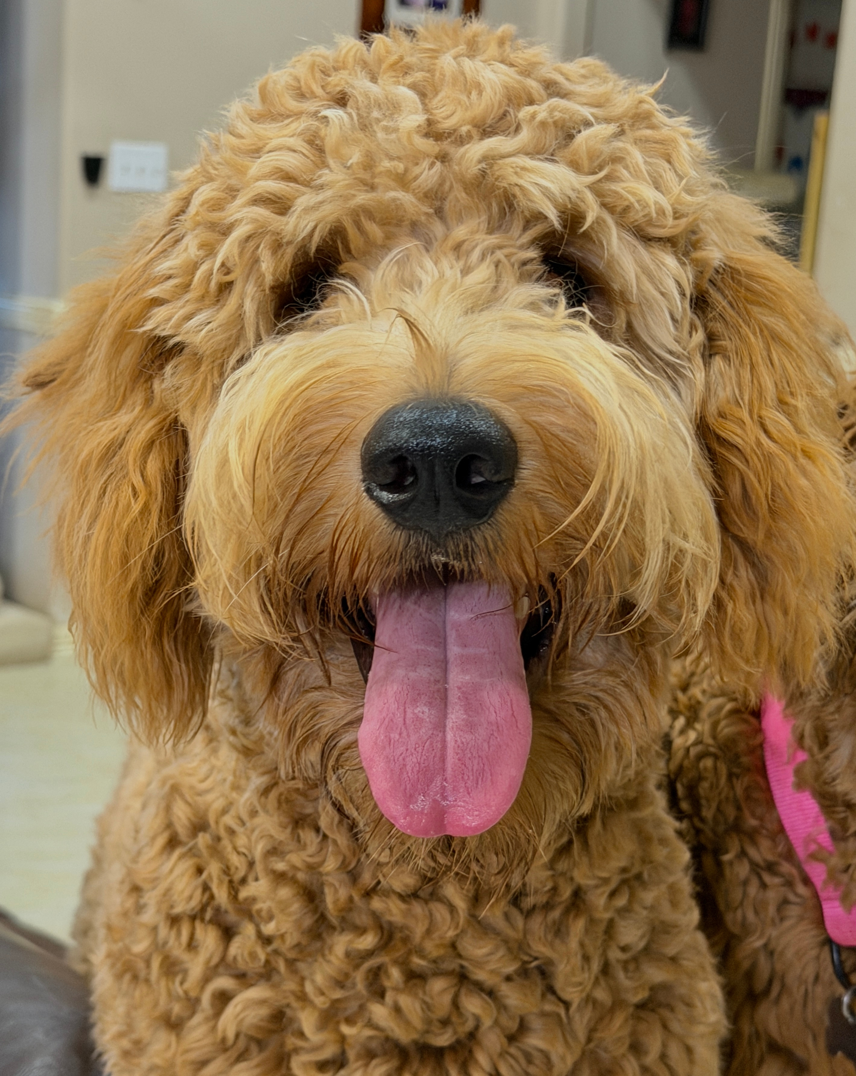 Medical Fundraiser for my golden doodle fur baby Milo campaign photo, 5 of 6
