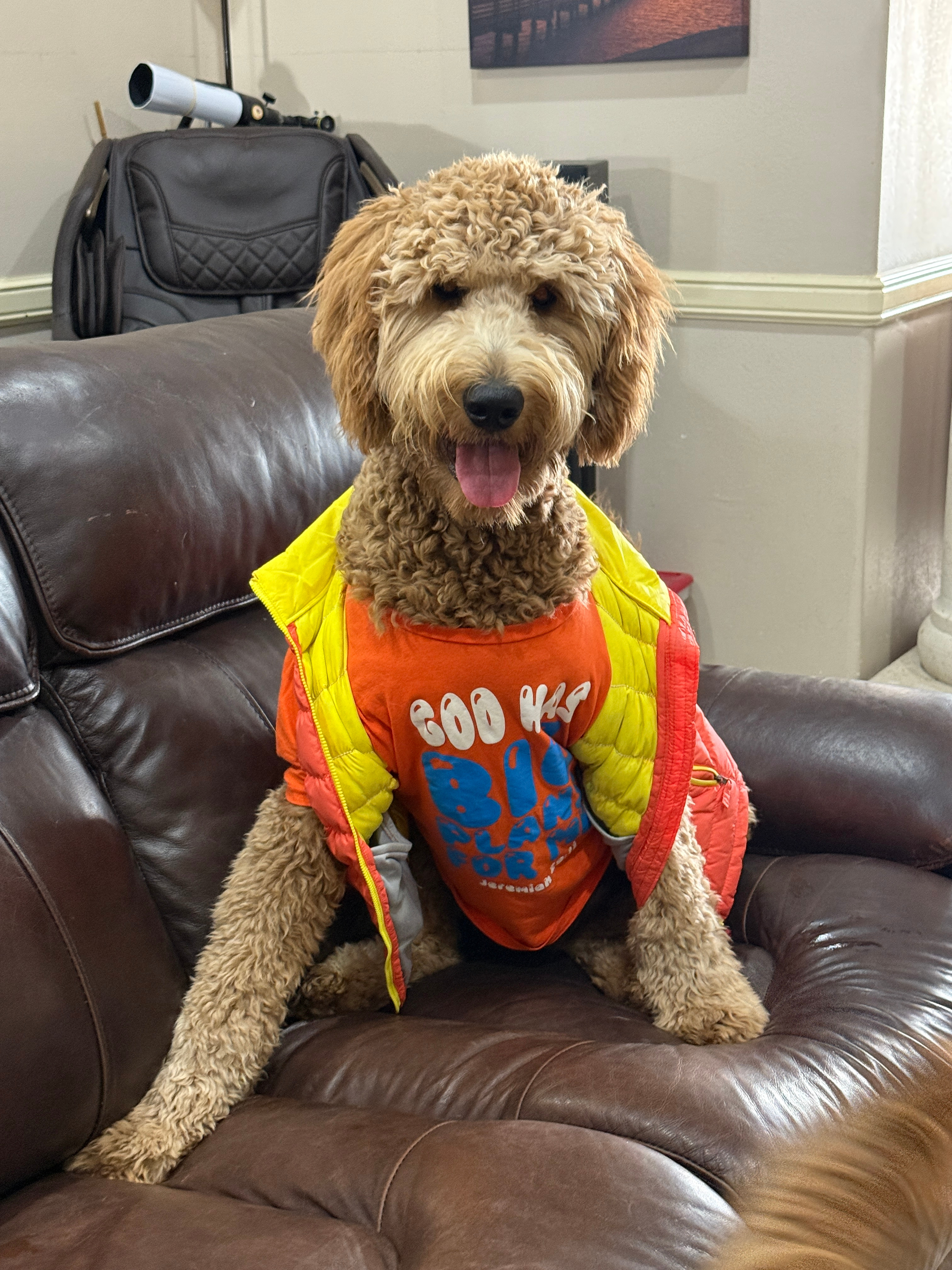 Medical Fundraiser for my golden doodle fur baby Milo campaign photo, 2 of 6