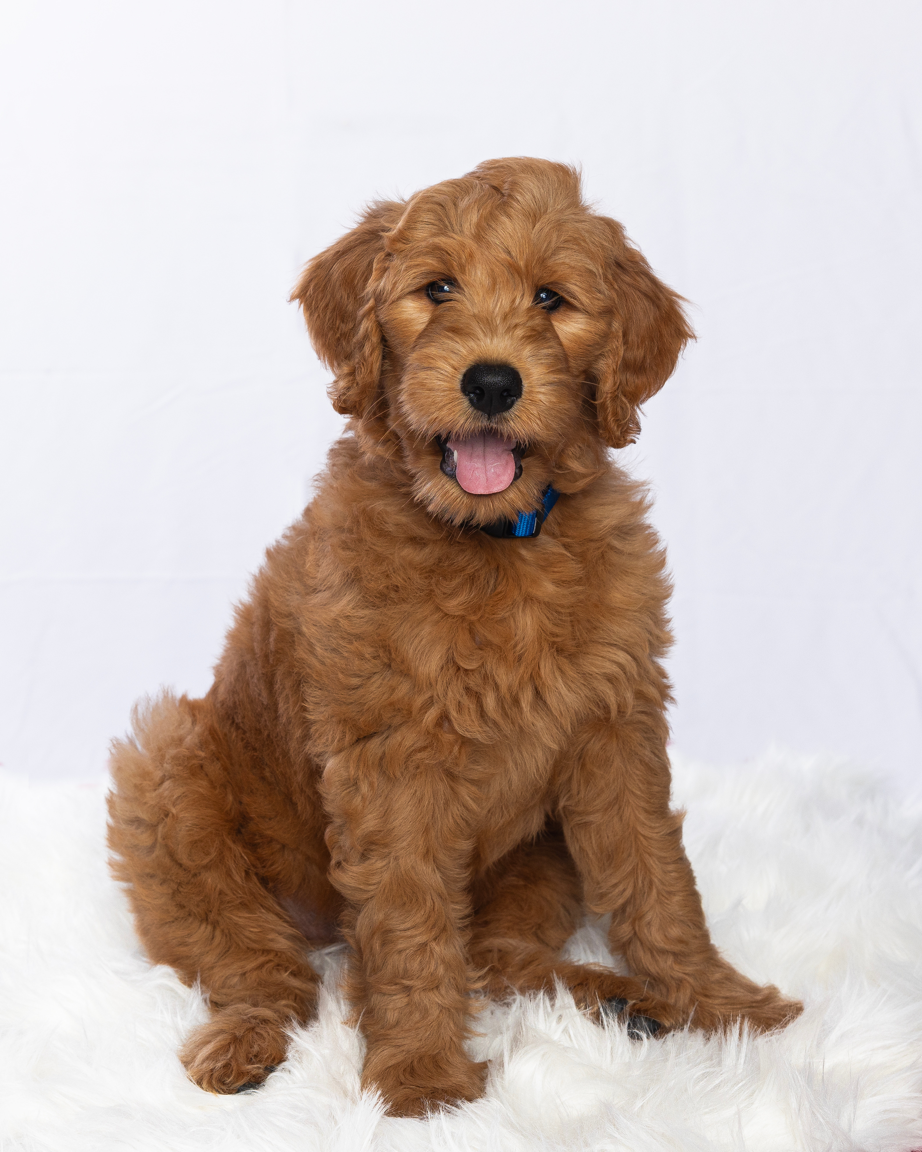 Medical Fundraiser for my golden doodle fur baby Milo campaign photo, 4 of 6