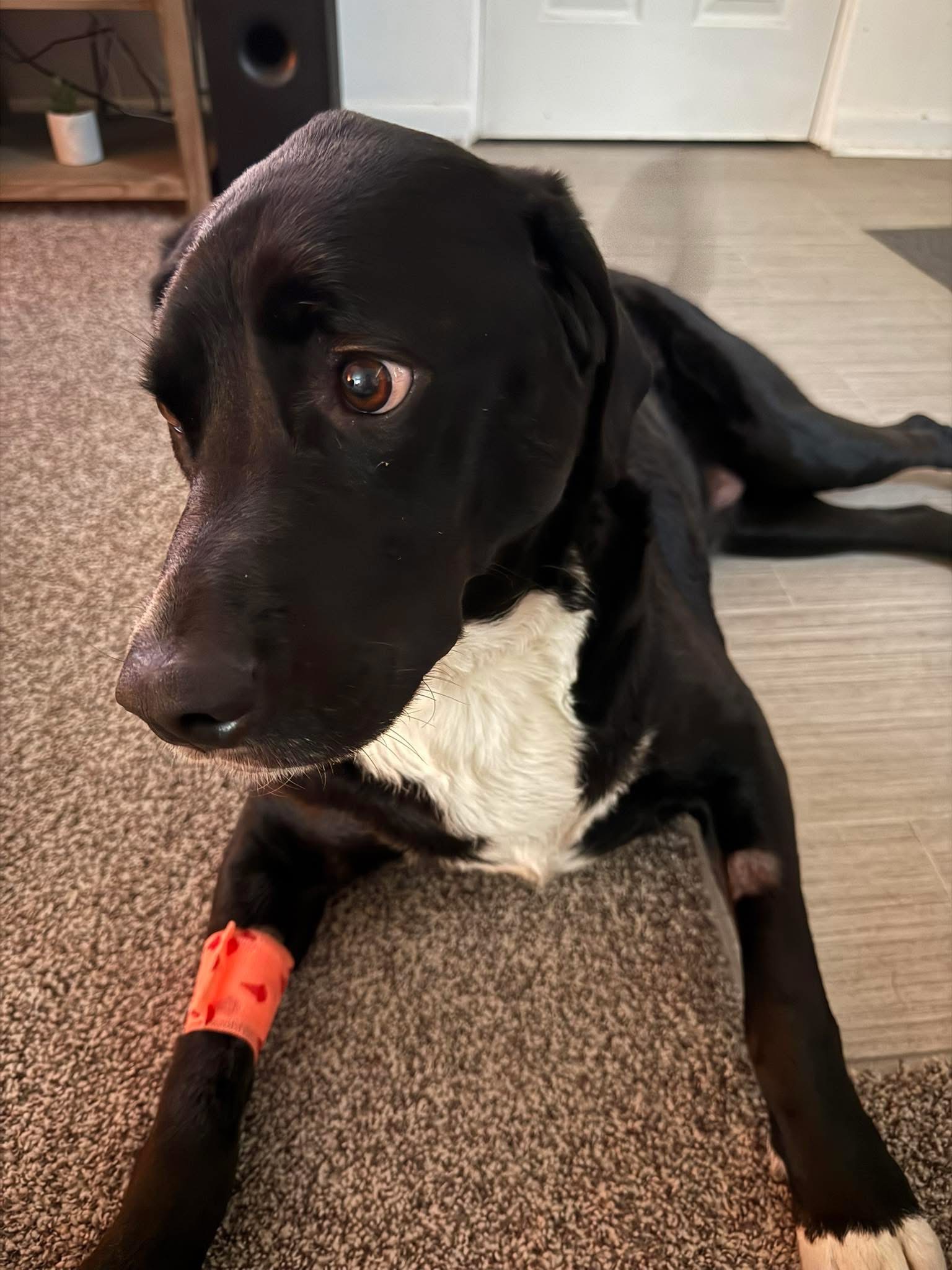 Duke’s road to recovery campaign photo, 7 of 8