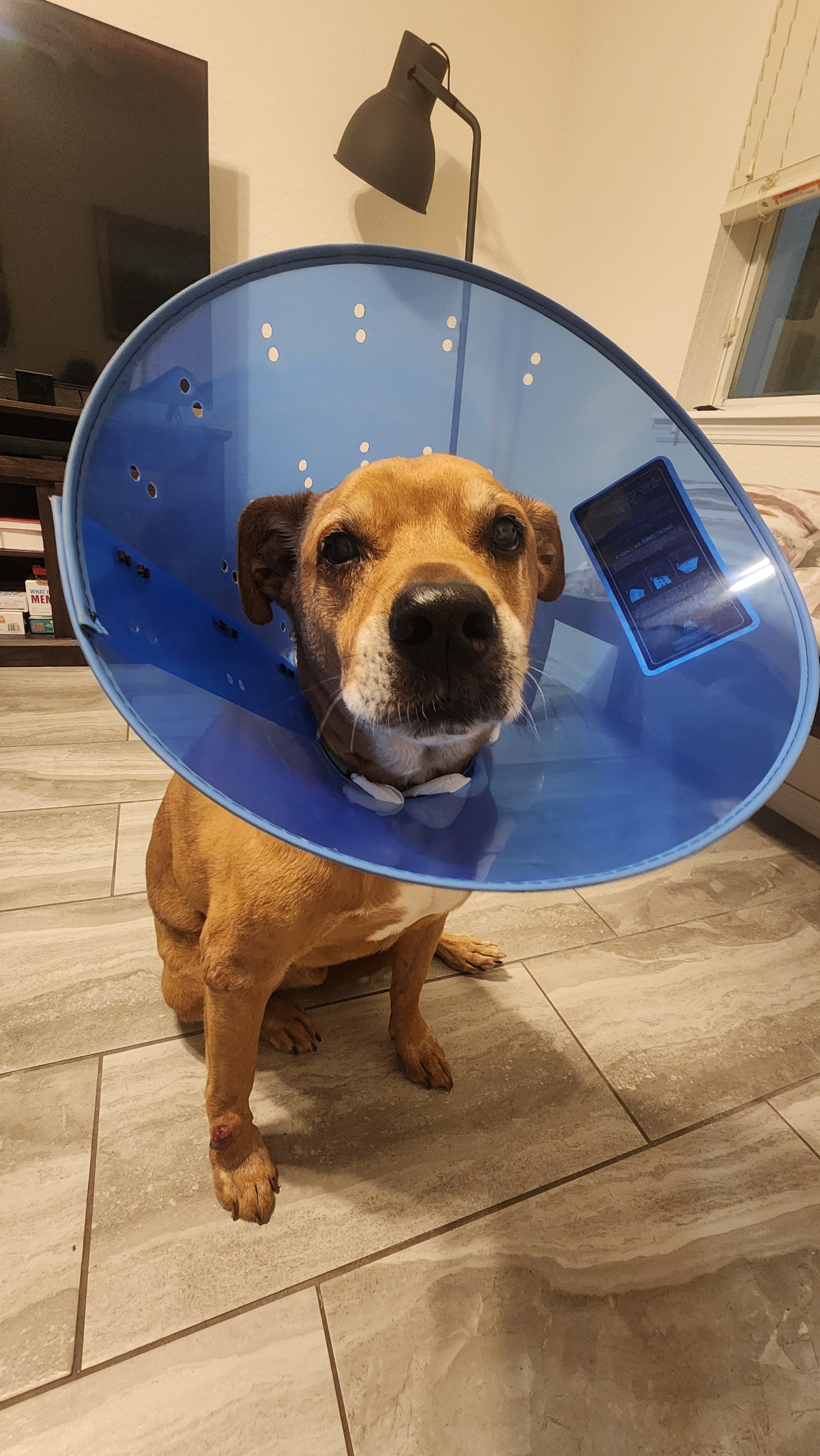 Abandoned once, but never again: help Darwin heal and thrive campaign photo, 4 of 8