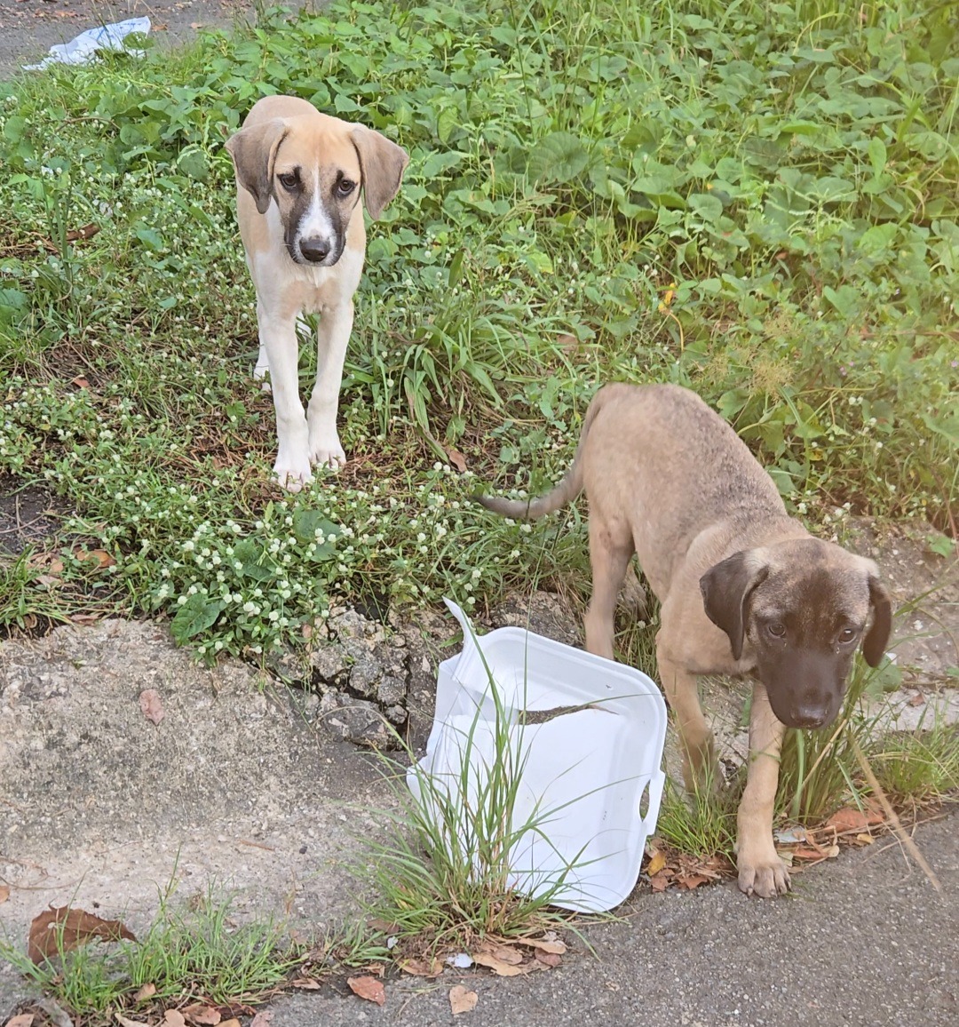 Perros abandonados en Villas de Camilo, Trujillo Alto campaign photo, 7 of 8