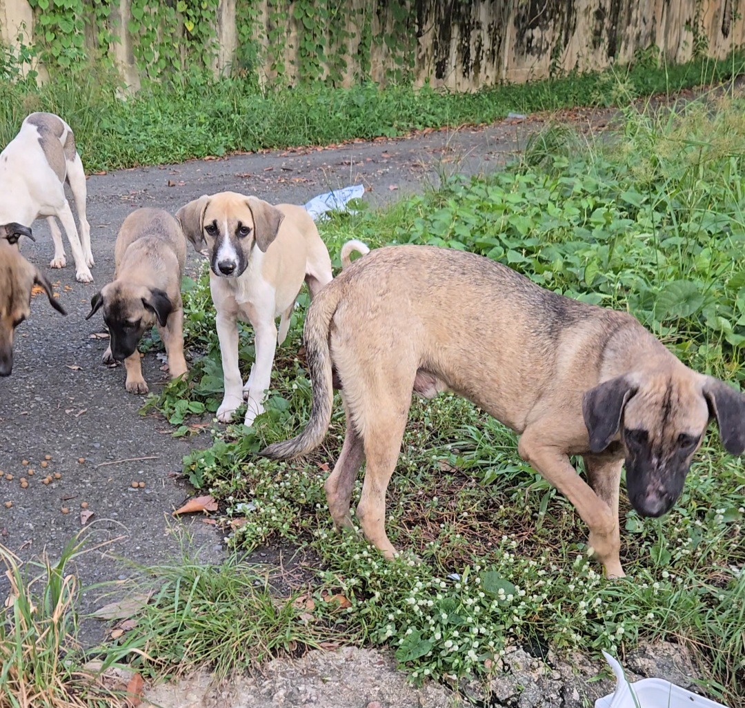 Perros abandonados en Villas de Camilo, Trujillo Alto campaign photo, 2 of 8