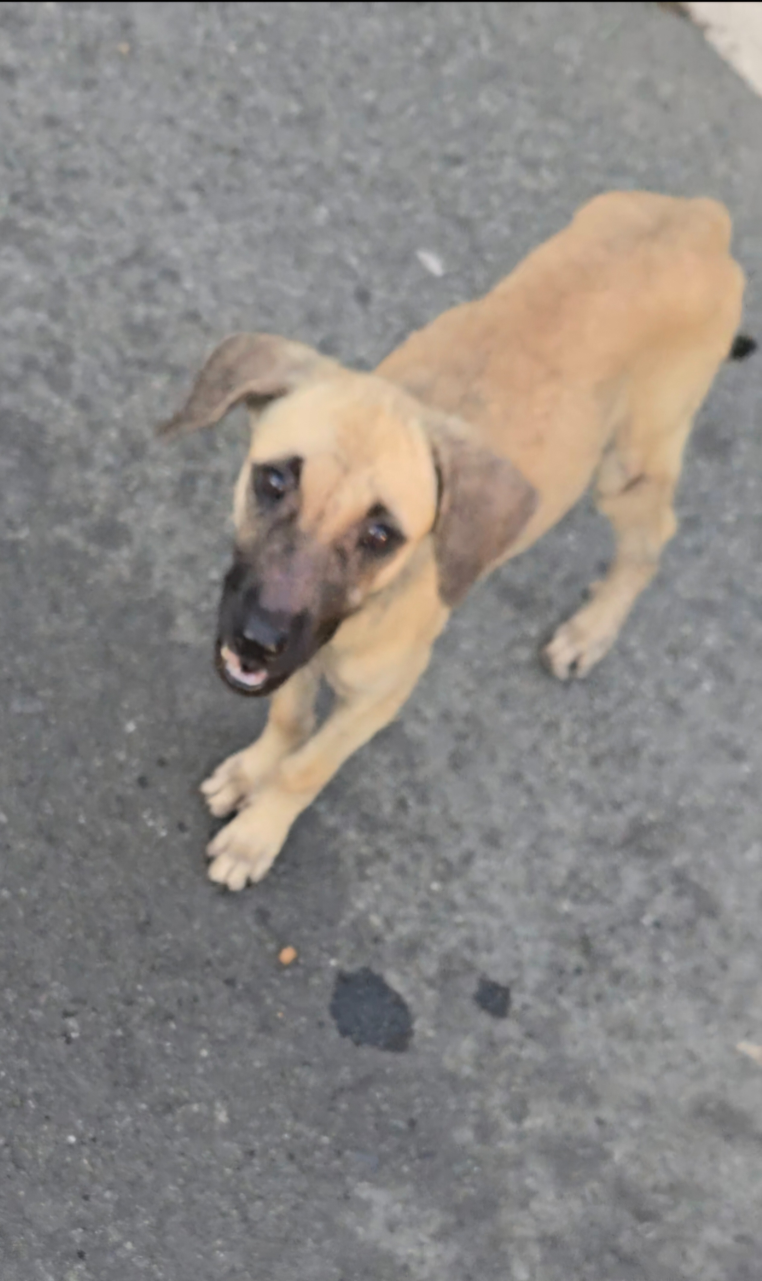 Perros abandonados en Villas de Camilo, Trujillo Alto campaign photo, 4 of 8