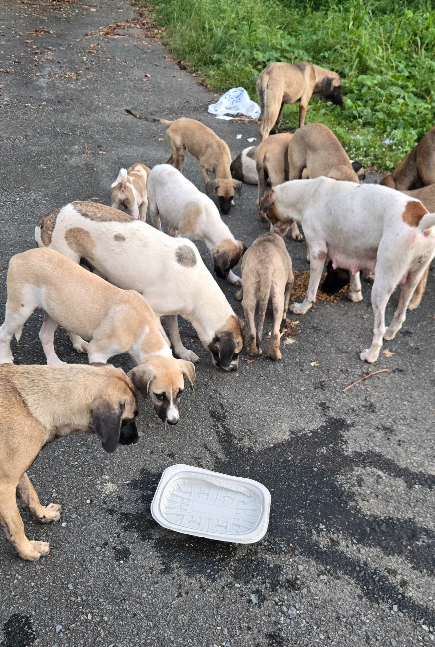 Perros abandonados en Villas de Camilo, Trujillo Alto campaign photo, 5 of 8