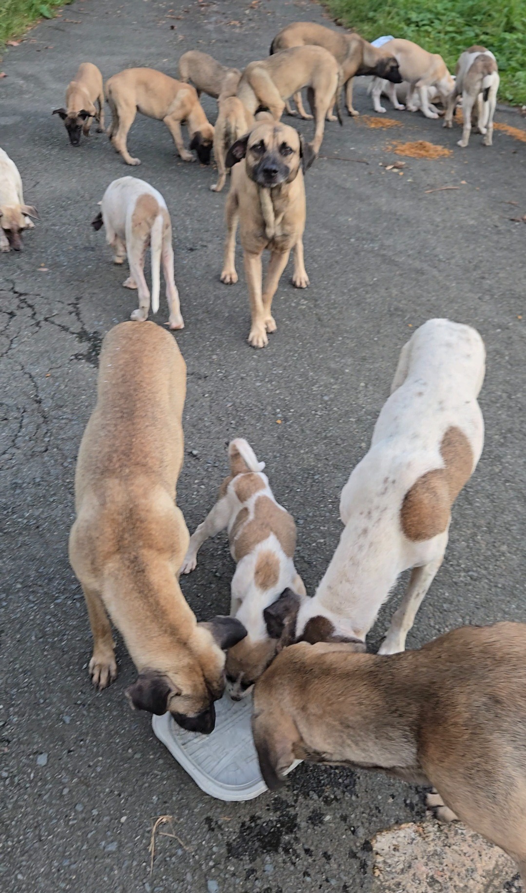 Perros abandonados en Villas de Camilo, Trujillo Alto campaign photo, 6 of 8