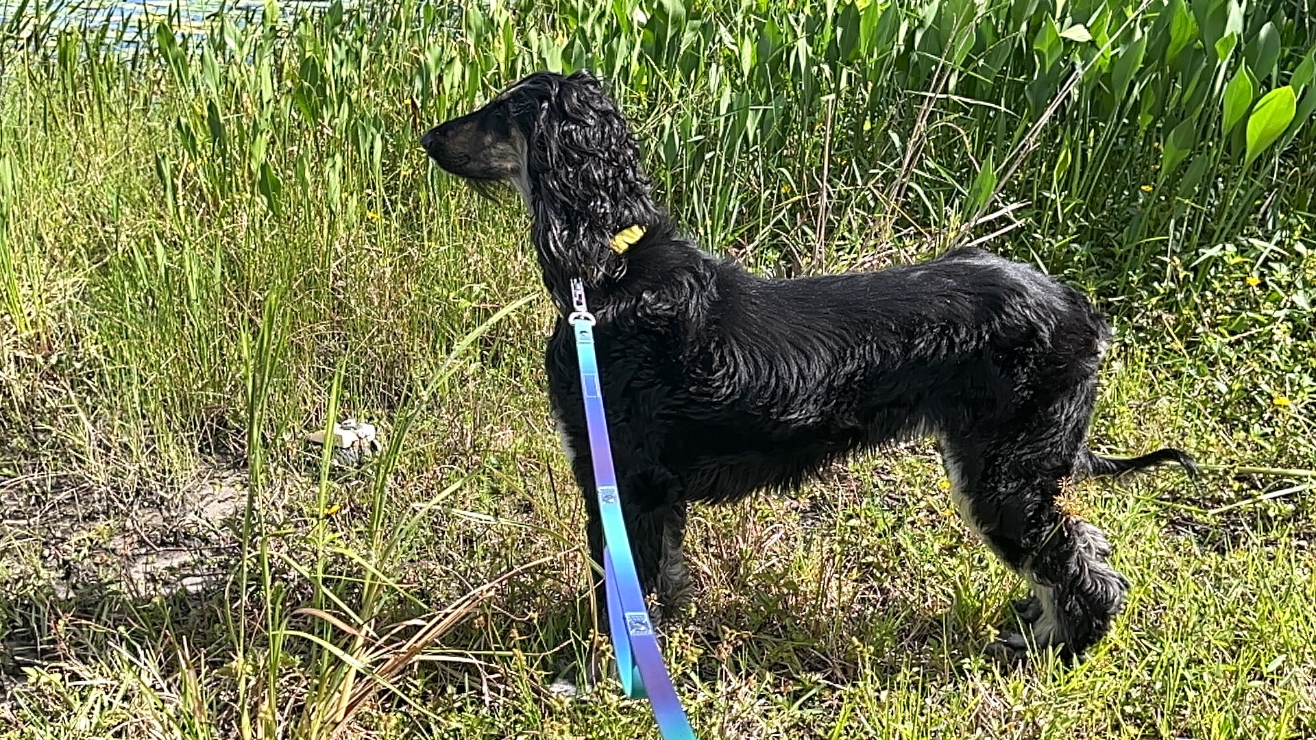 Help save my dog from ongoing illness campaign photo, 7 of 8