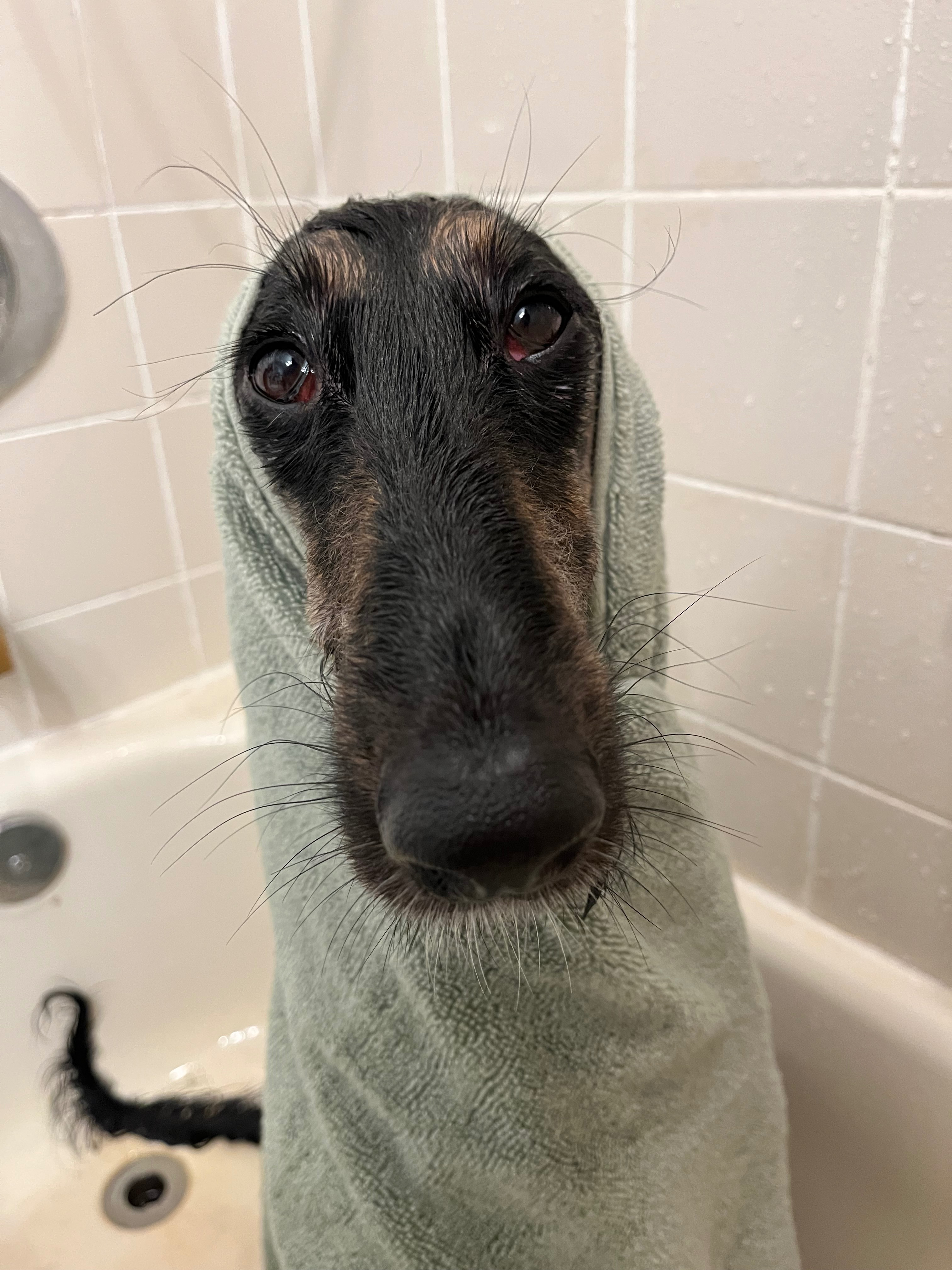 Help save my dog from ongoing illness campaign photo, 2 of 8