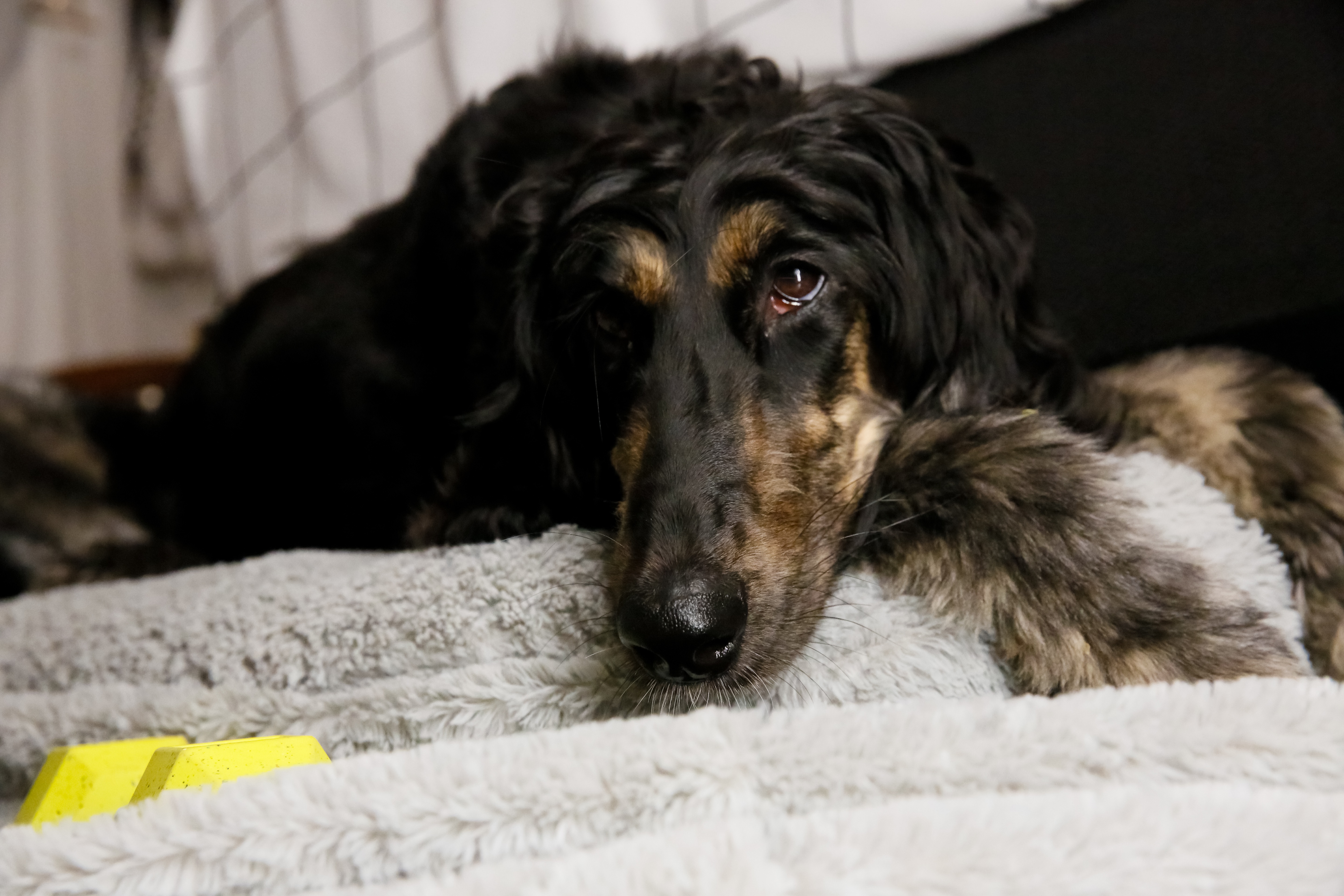 Help save my dog from ongoing illness campaign photo, 4 of 8