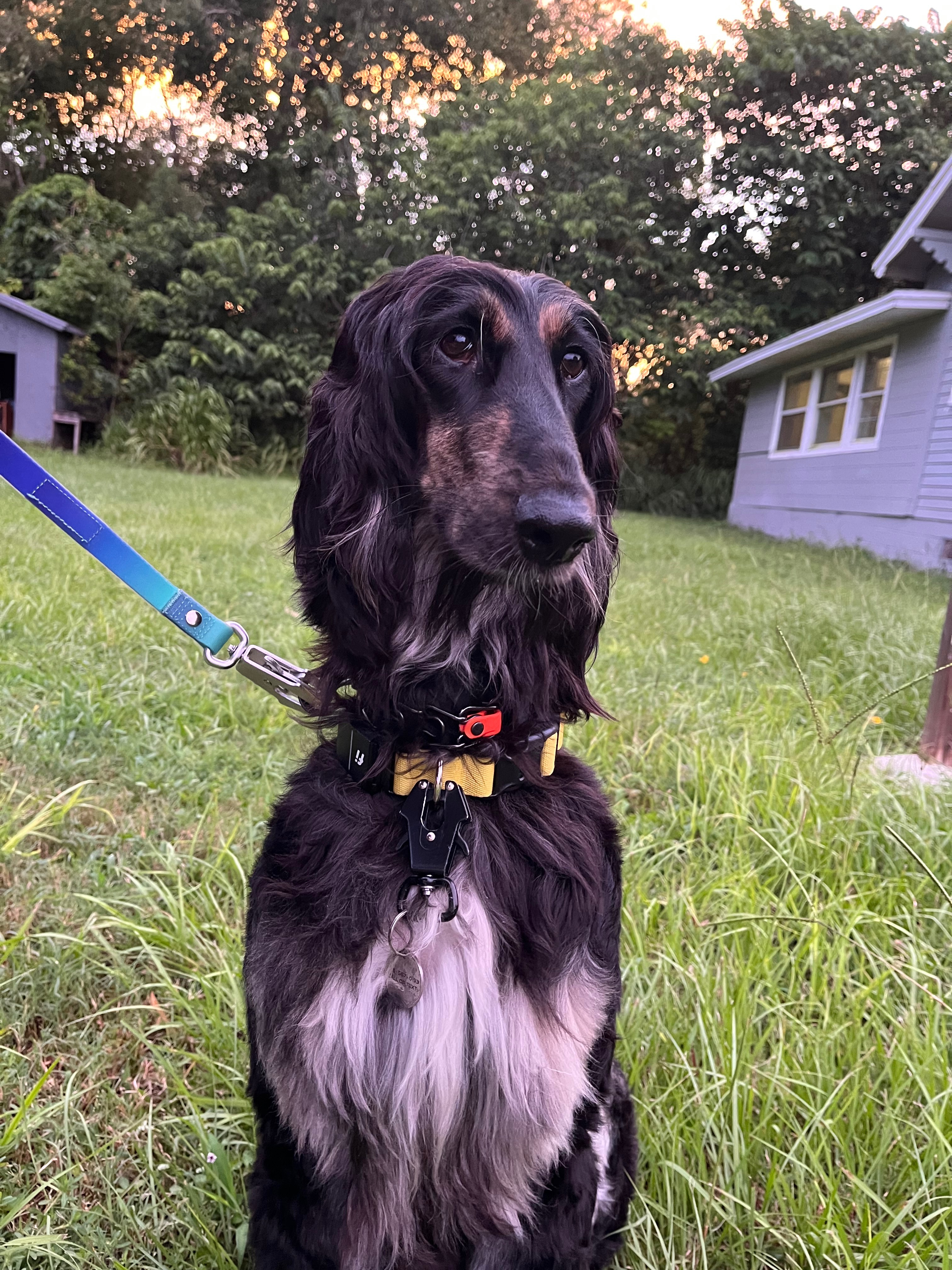 Help save my dog from ongoing illness campaign photo, 5 of 8