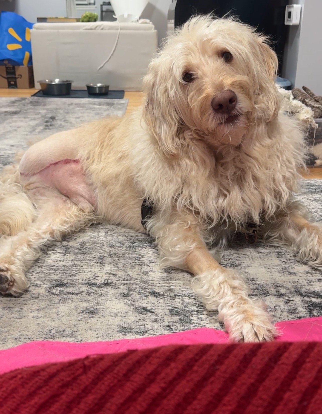 Support Winston's Recovery from Cancer Surgery campaign photo, 6 of 7
