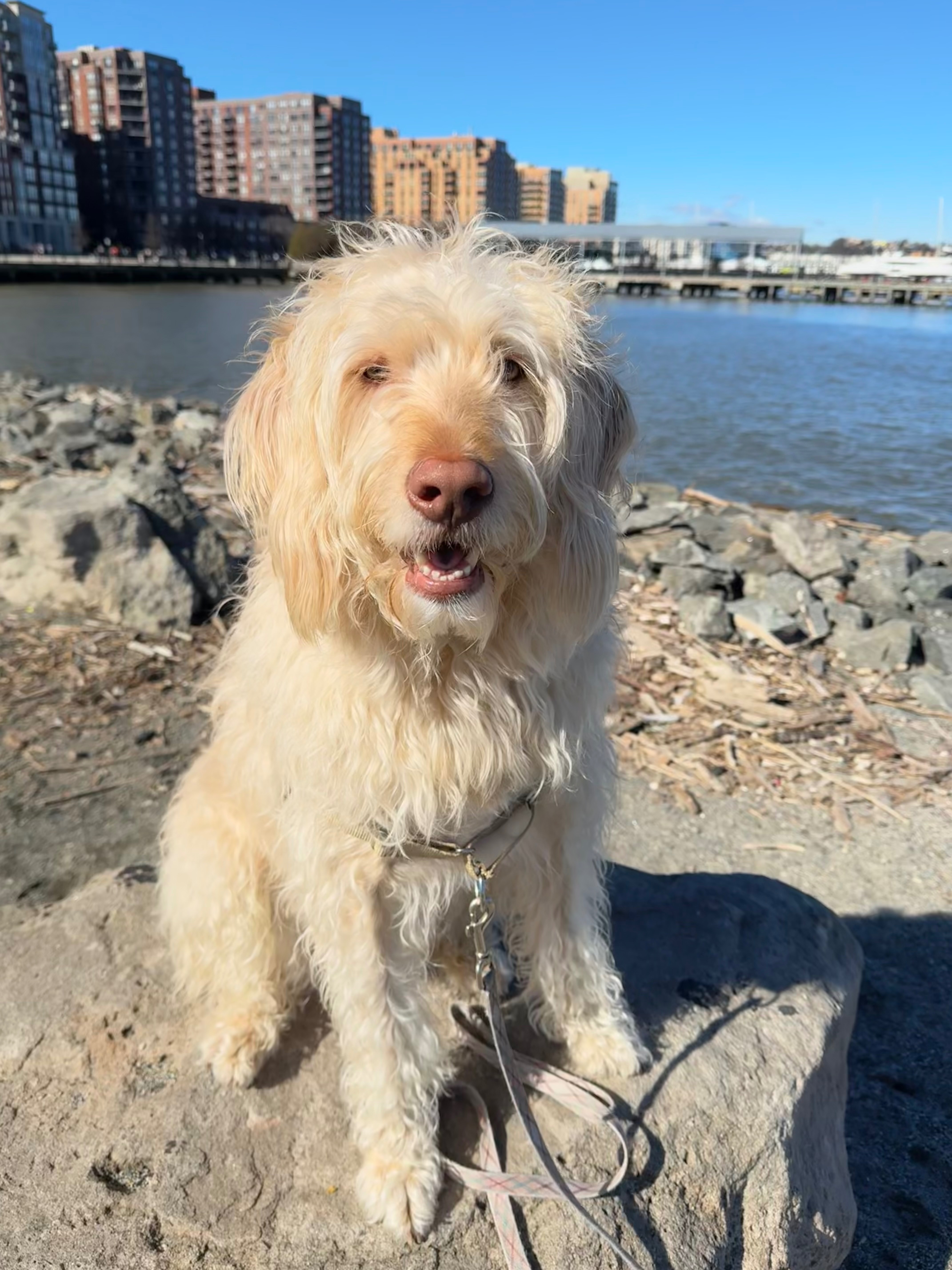 Support Winston's Recovery from Cancer Surgery campaign photo, 4 of 7
