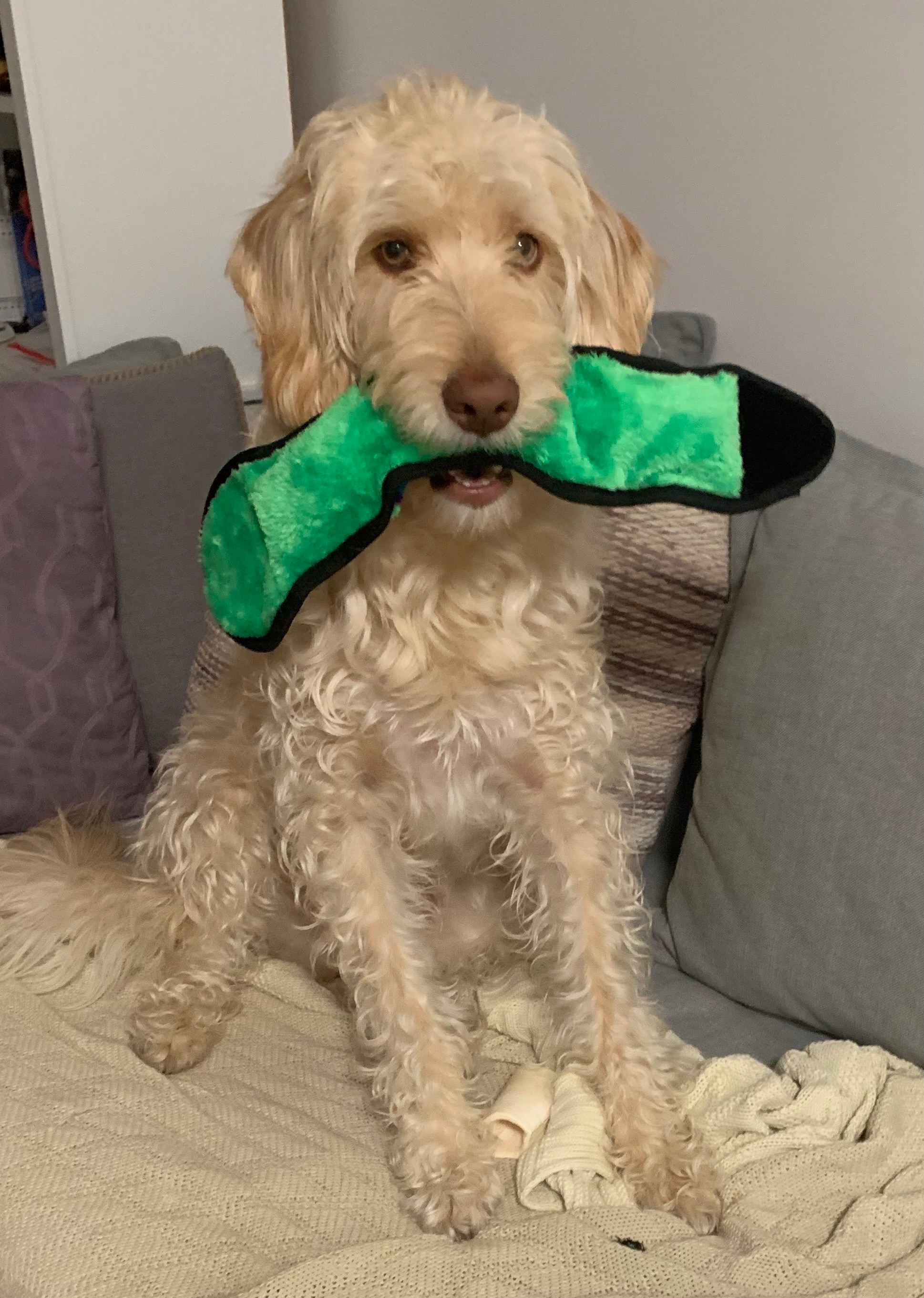 Support Winston's Recovery from Cancer Surgery campaign photo, 5 of 7
