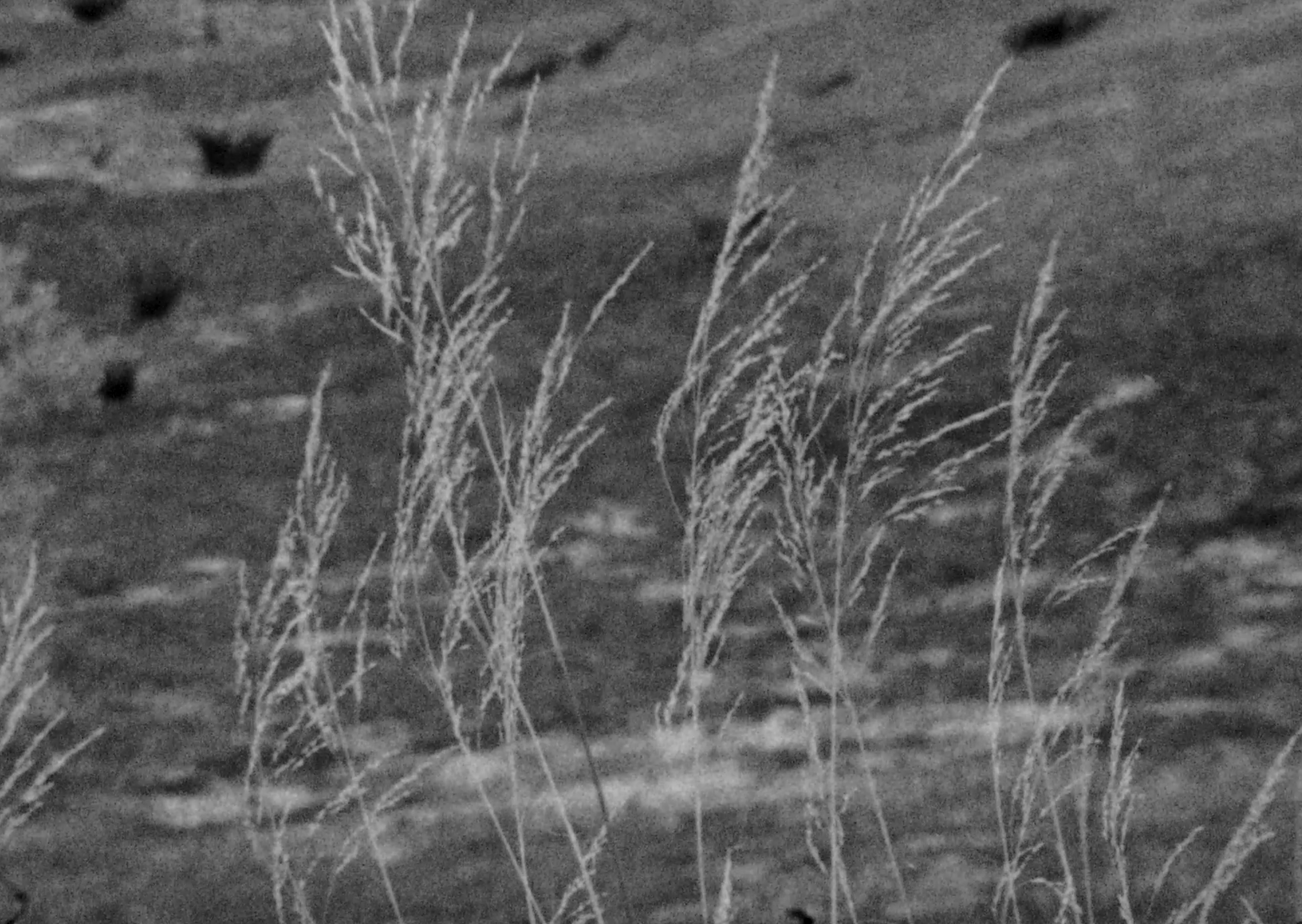 I Must Leave This Behind (student 16mm film fund) campaign photo, 4 of 7
